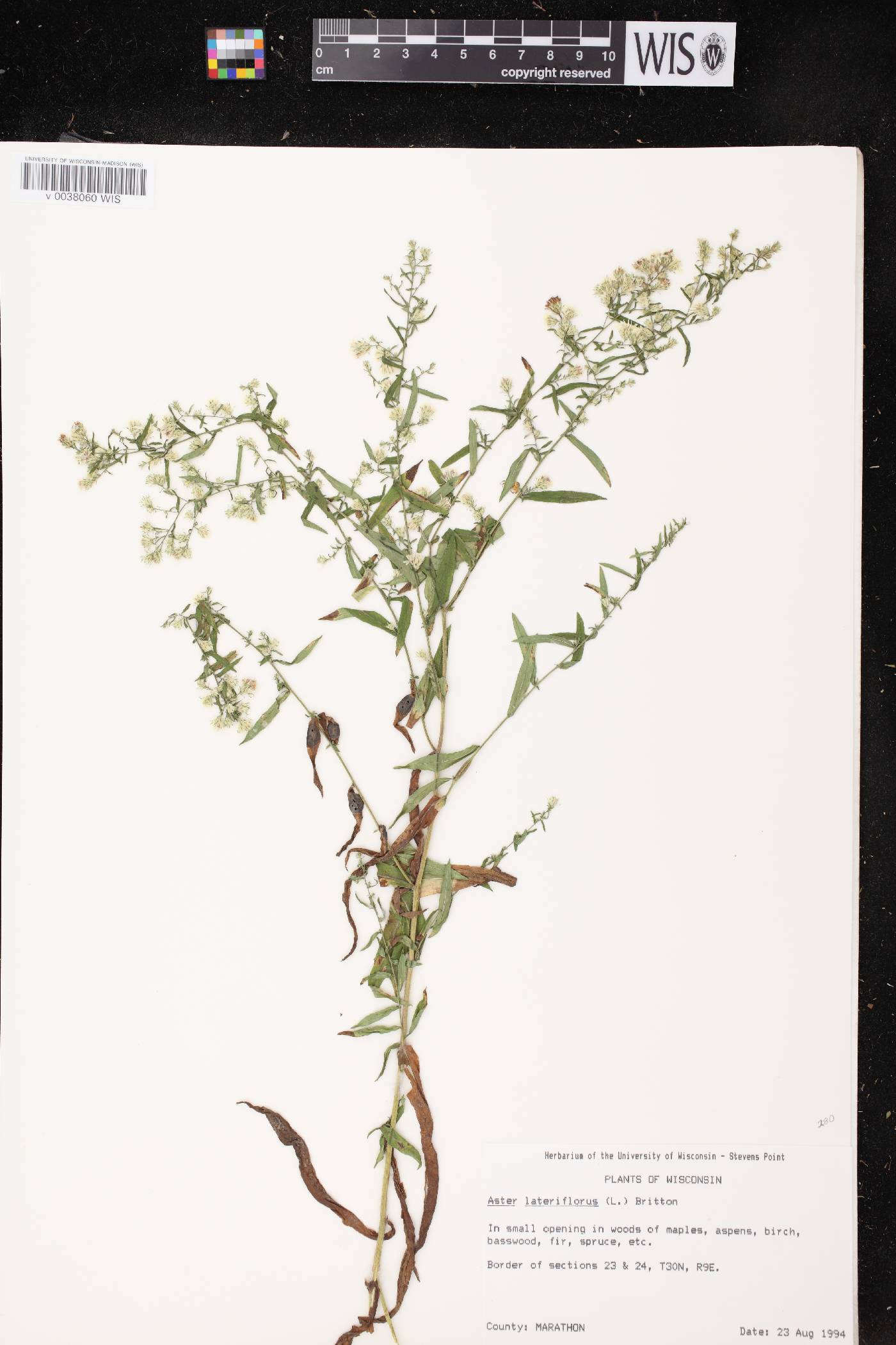 Symphyotrichum lateriflorum image