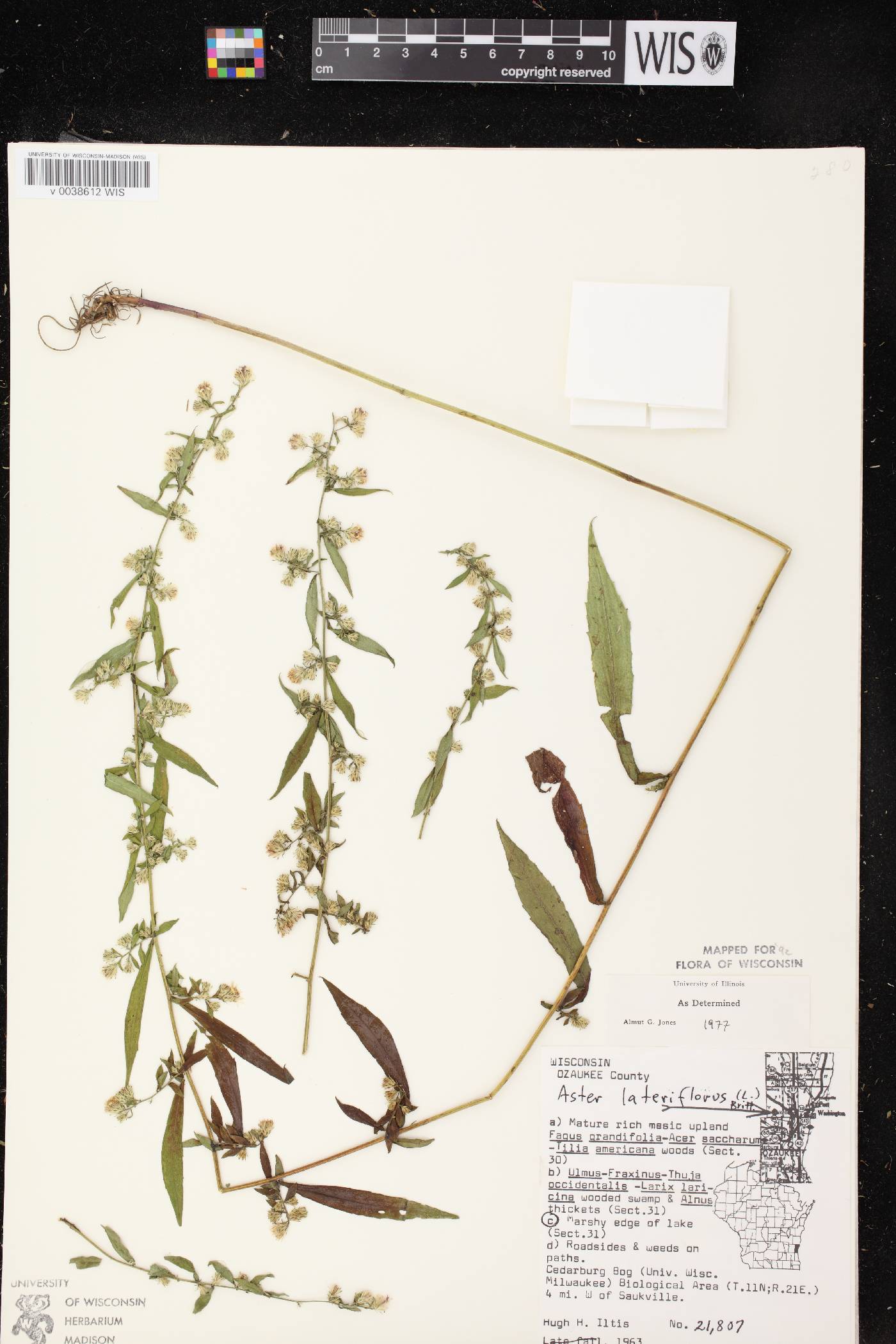 Symphyotrichum lateriflorum image