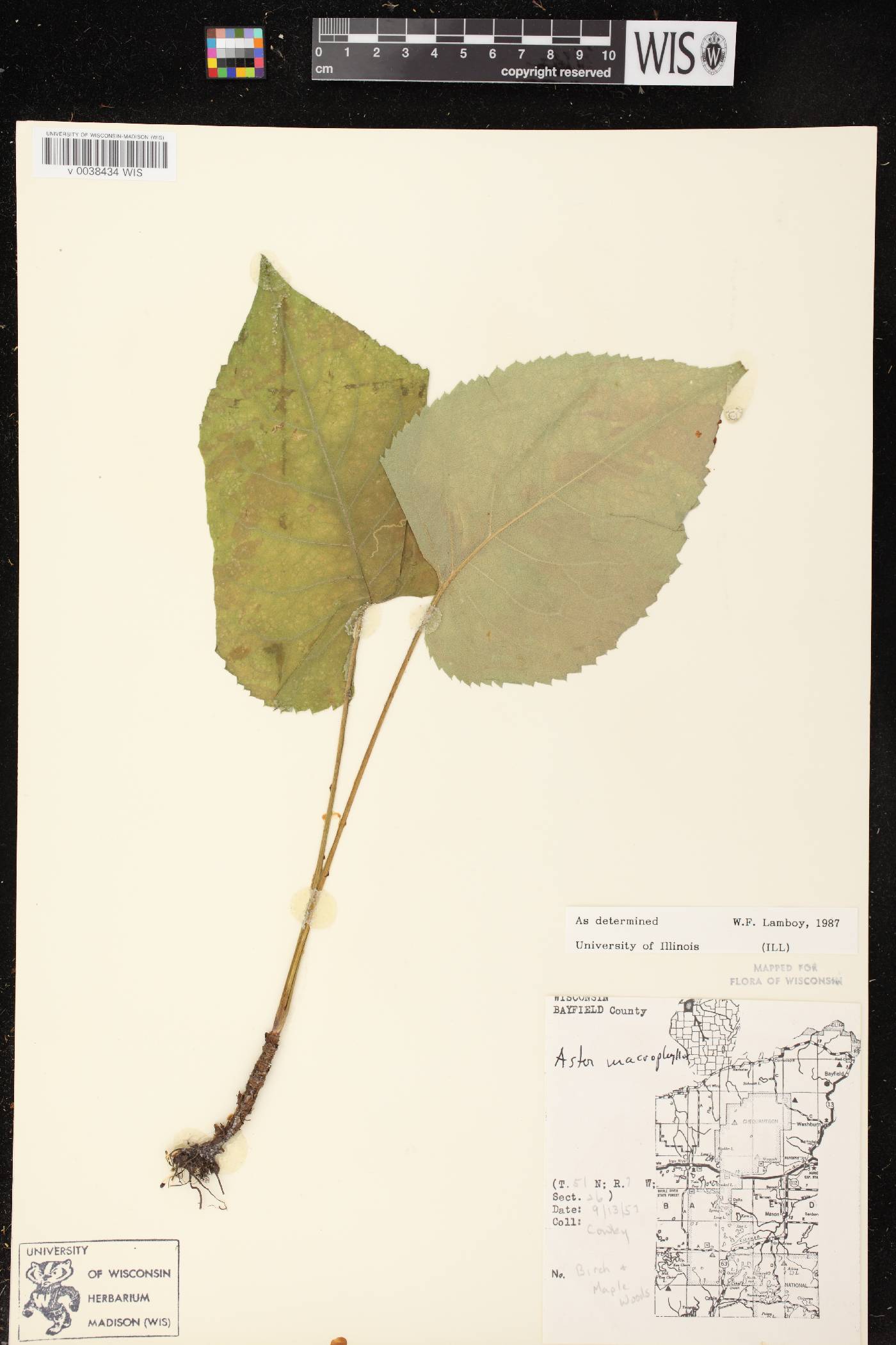 Eurybia macrophylla image