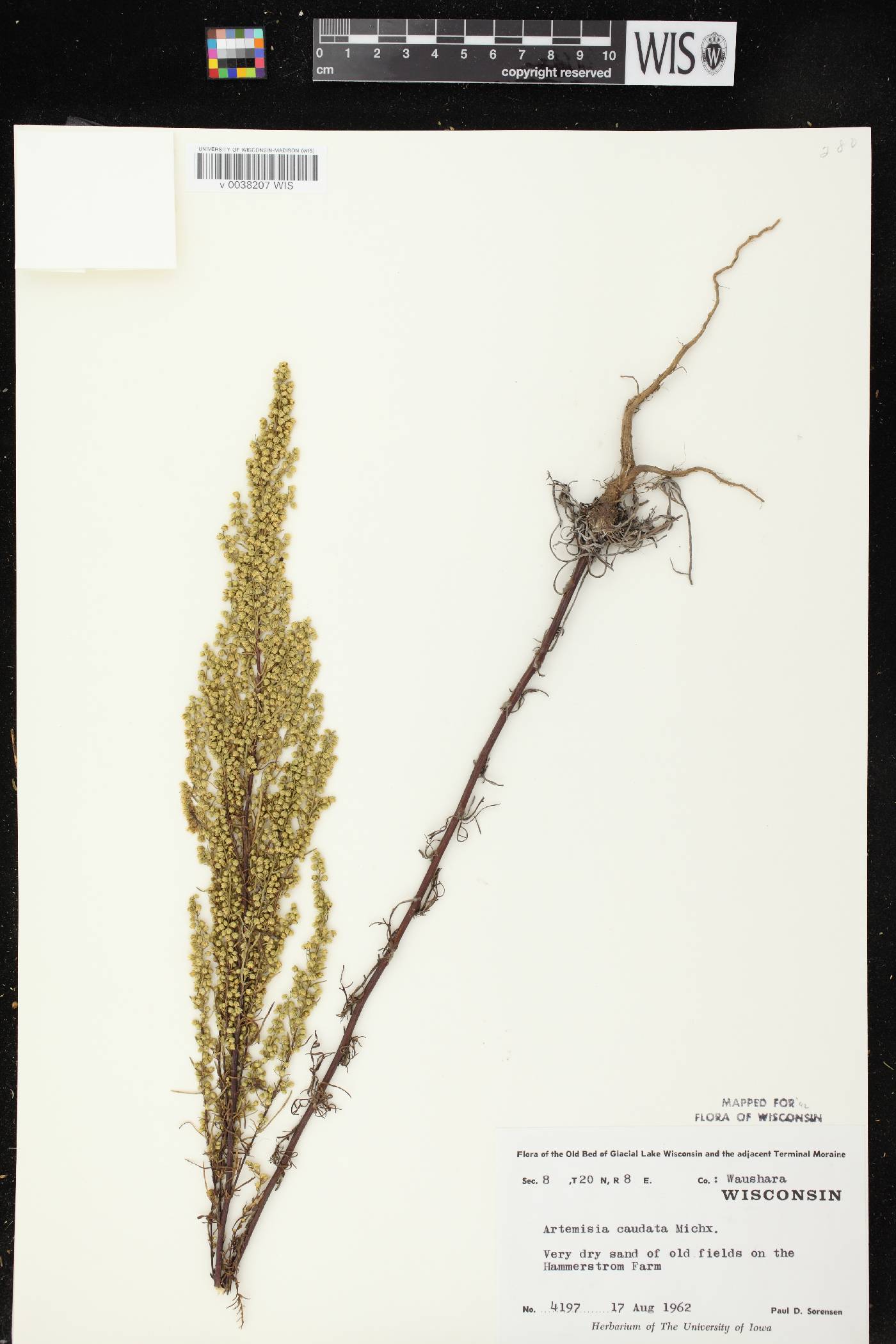 Artemisia campestris image