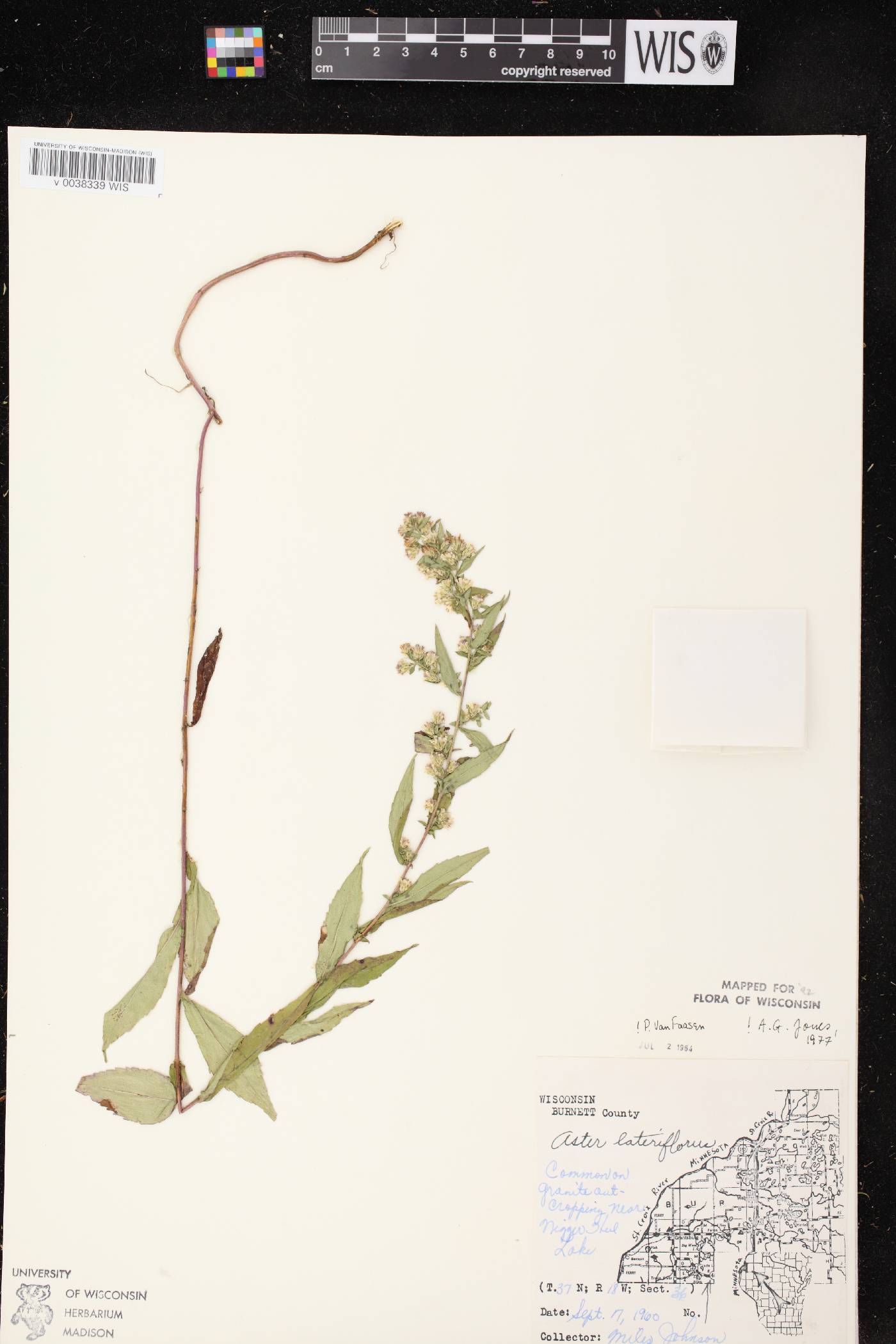 Symphyotrichum lateriflorum image