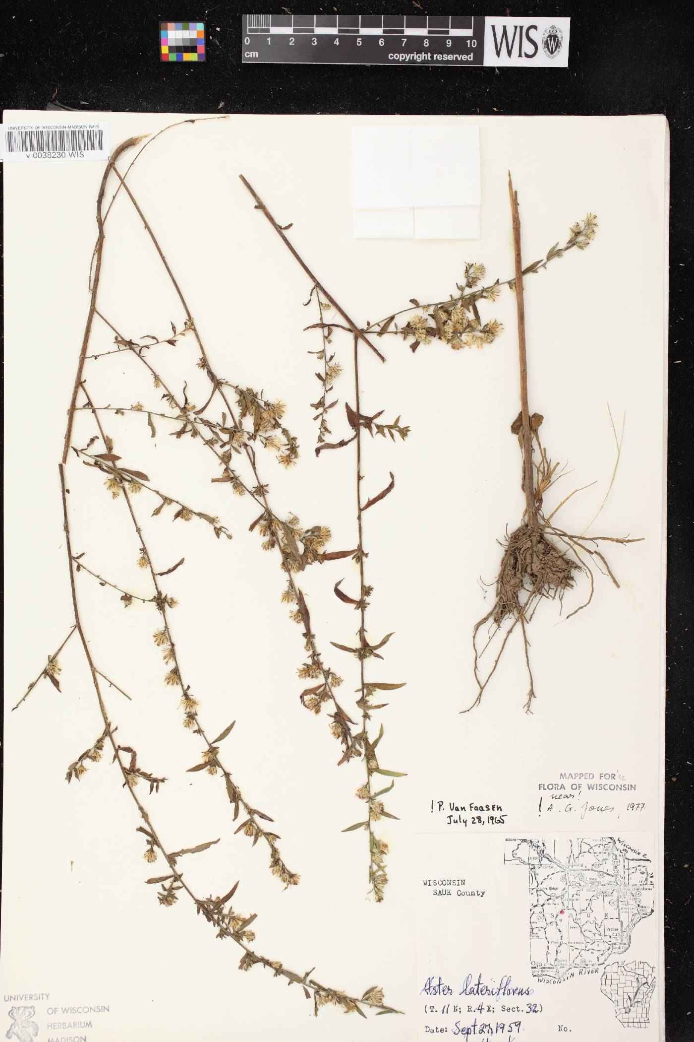 Symphyotrichum lateriflorum image