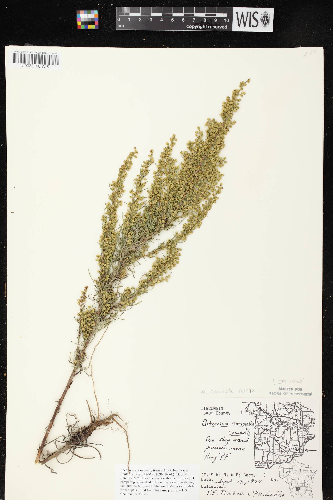 Artemisia campestris image