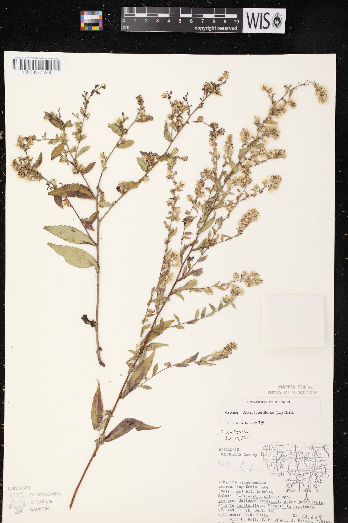 Symphyotrichum lateriflorum image