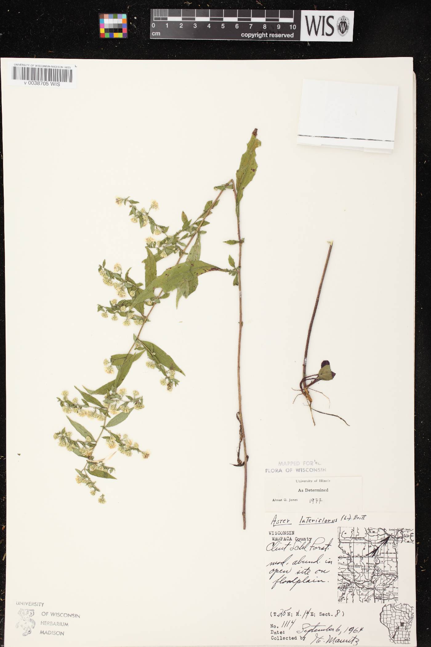 Symphyotrichum lateriflorum image