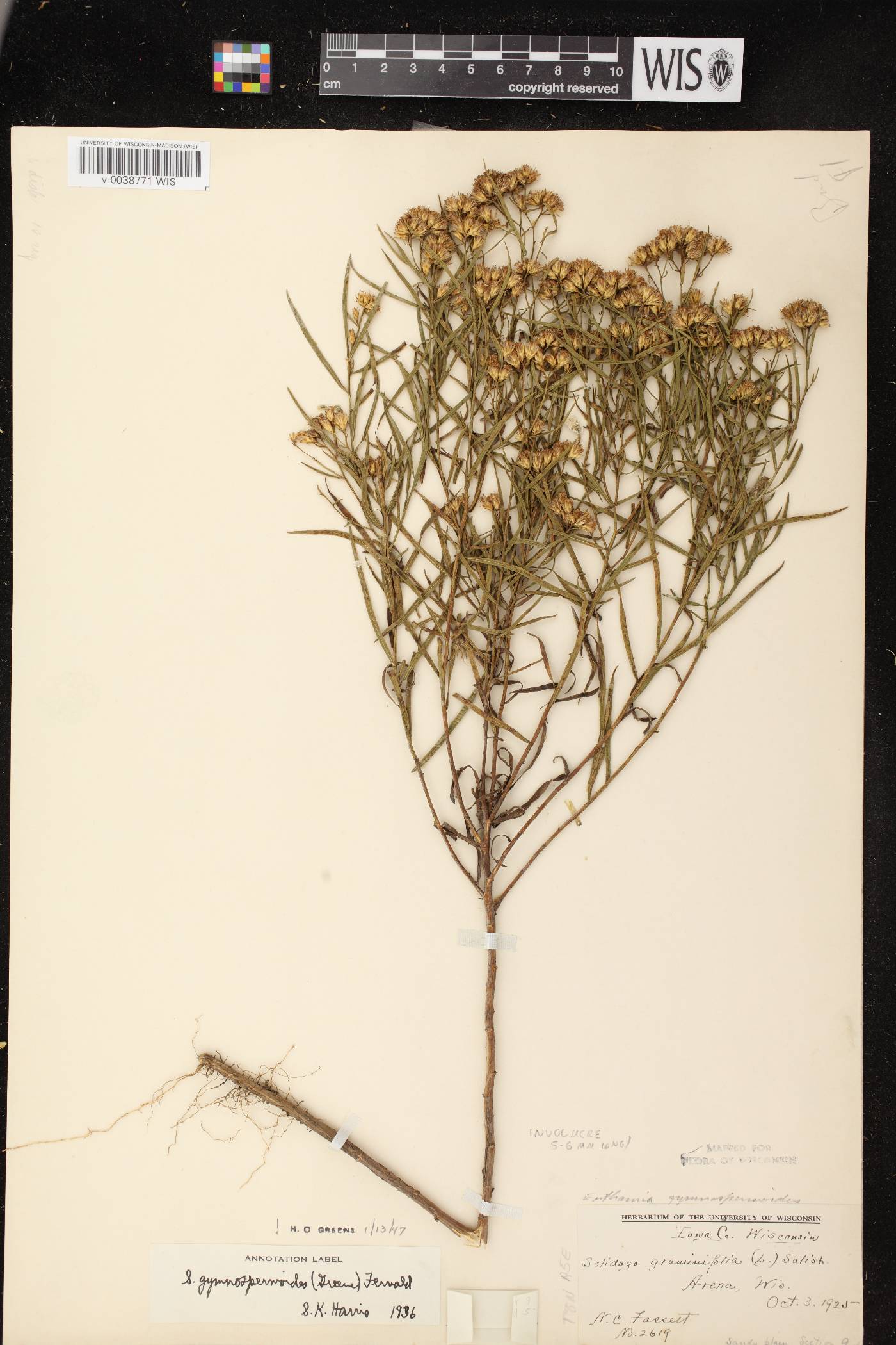 Euthamia gymnospermoides image