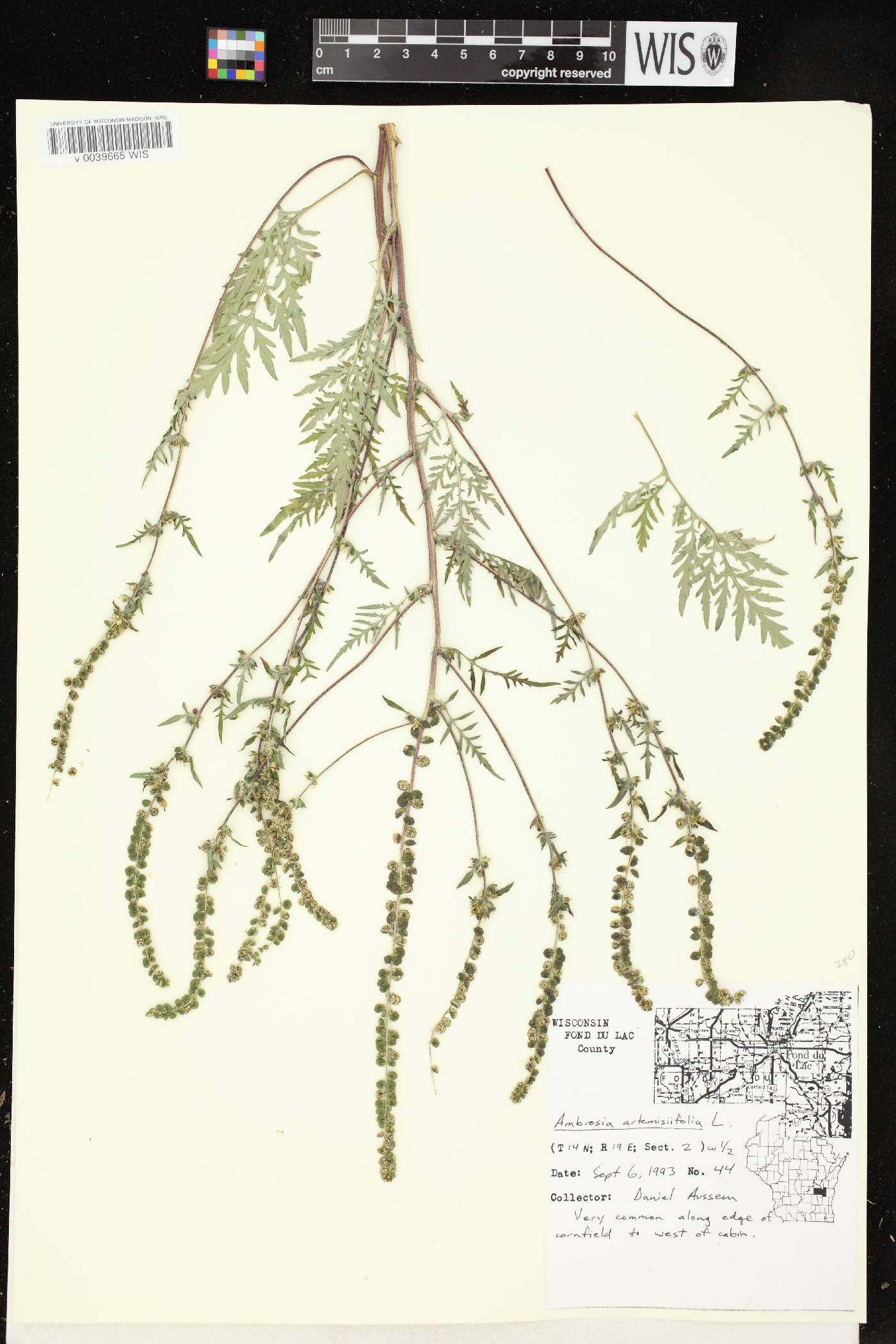 Ambrosia artemisiifolia image