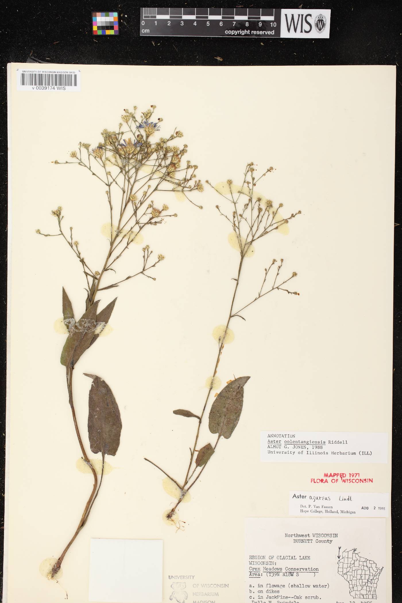 Symphyotrichum oolentangiense image