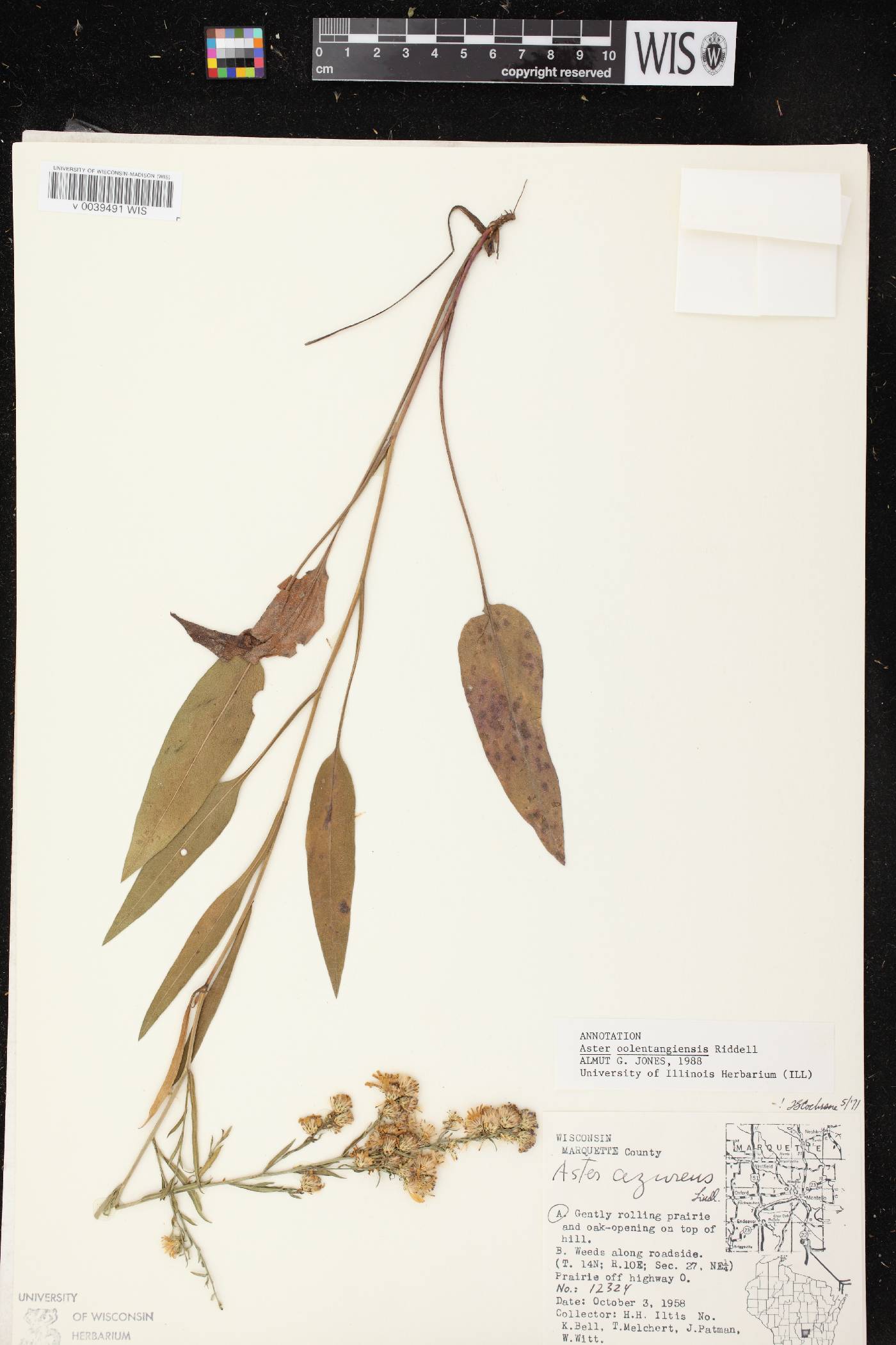 Symphyotrichum oolentangiense image