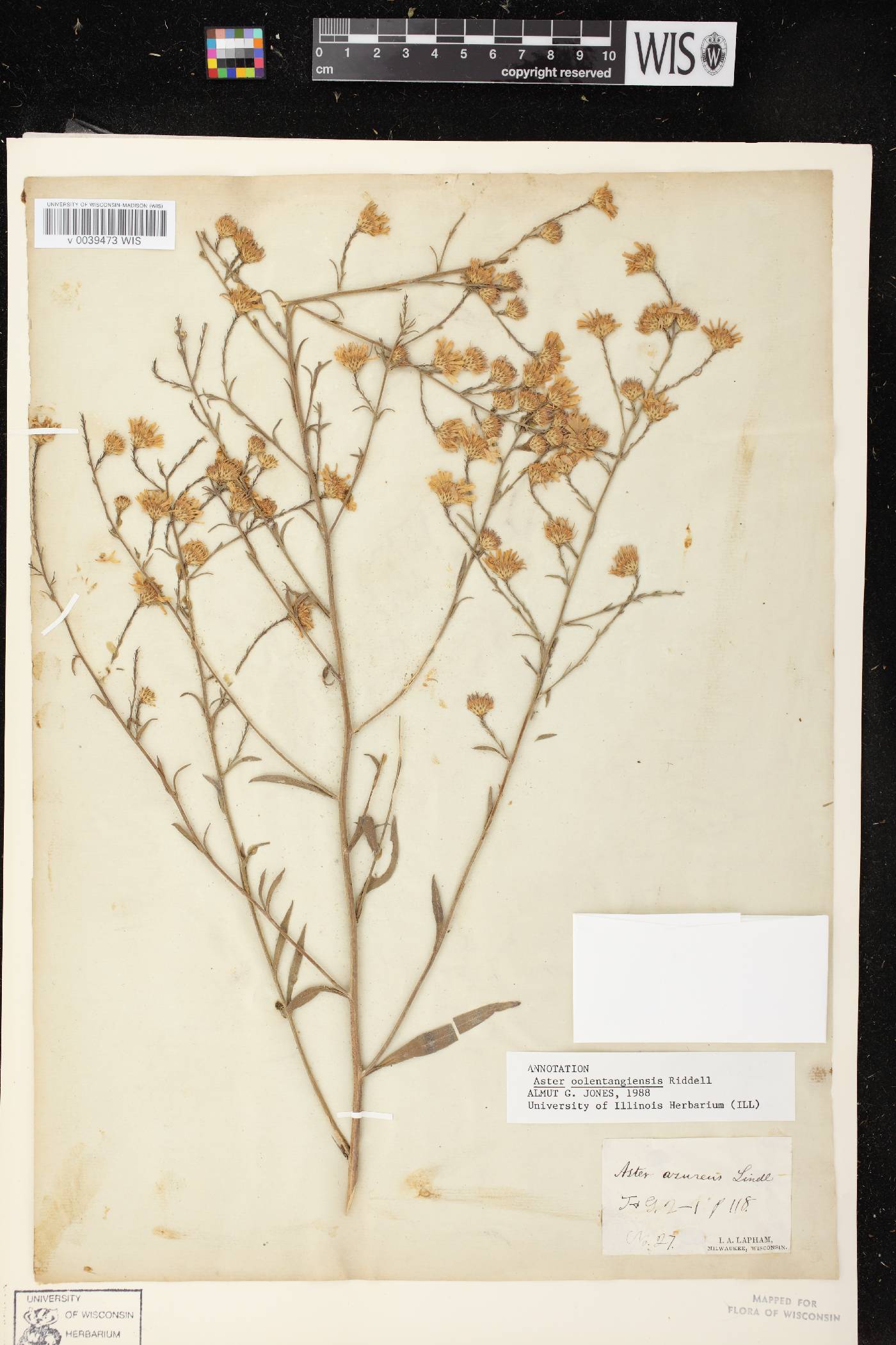 Symphyotrichum oolentangiense image