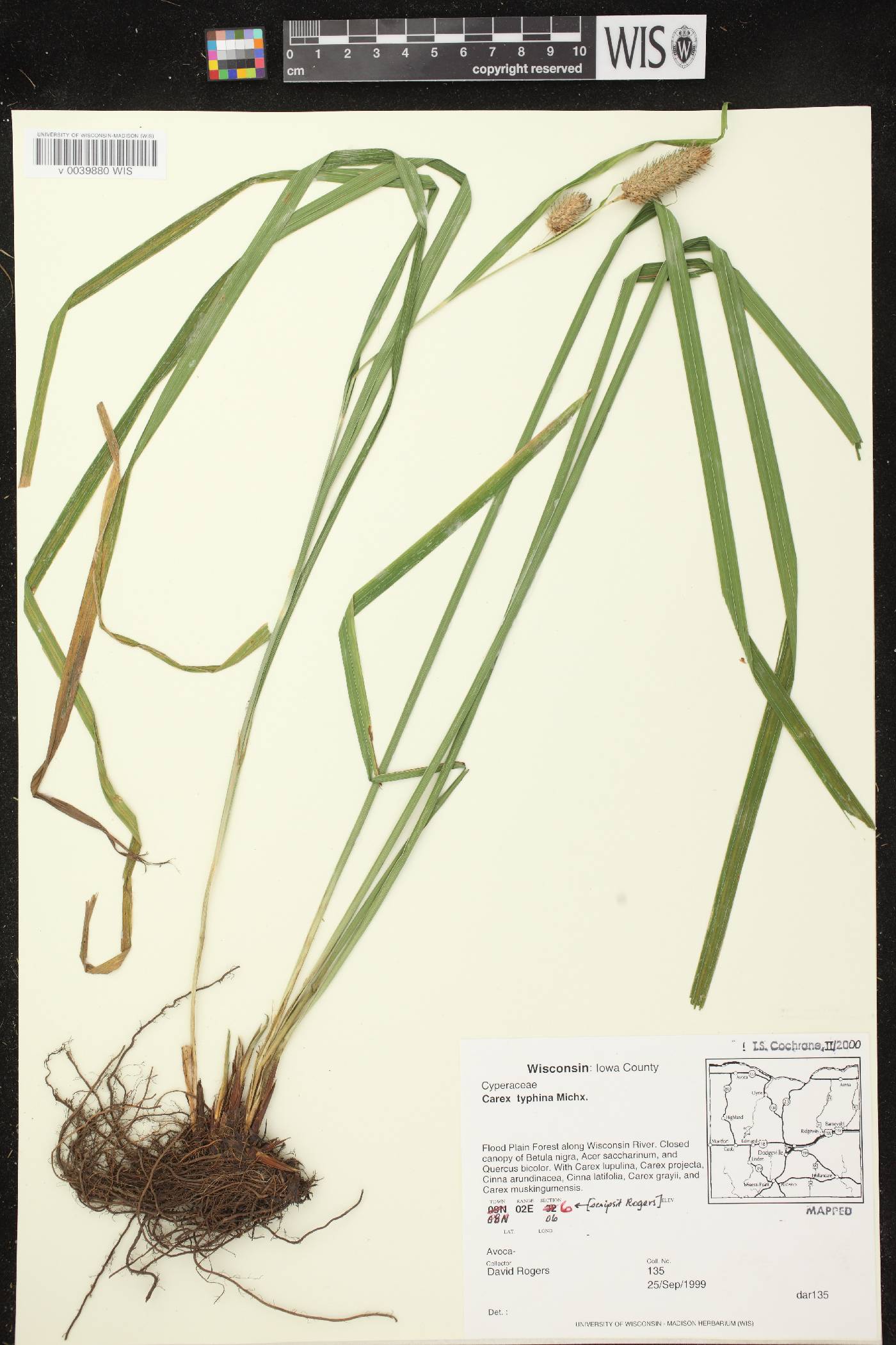 Carex typhina image