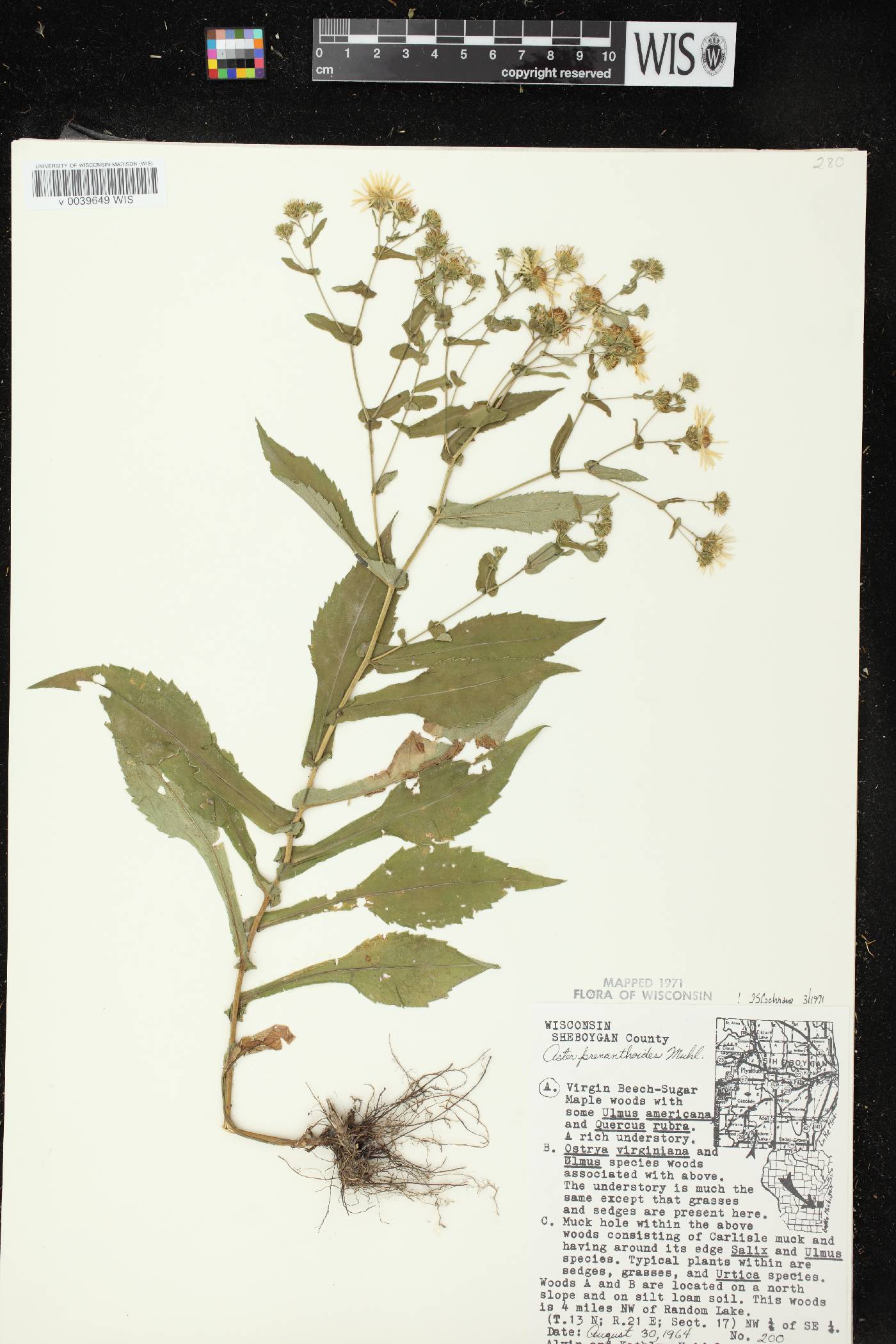 Symphyotrichum prenanthoides image