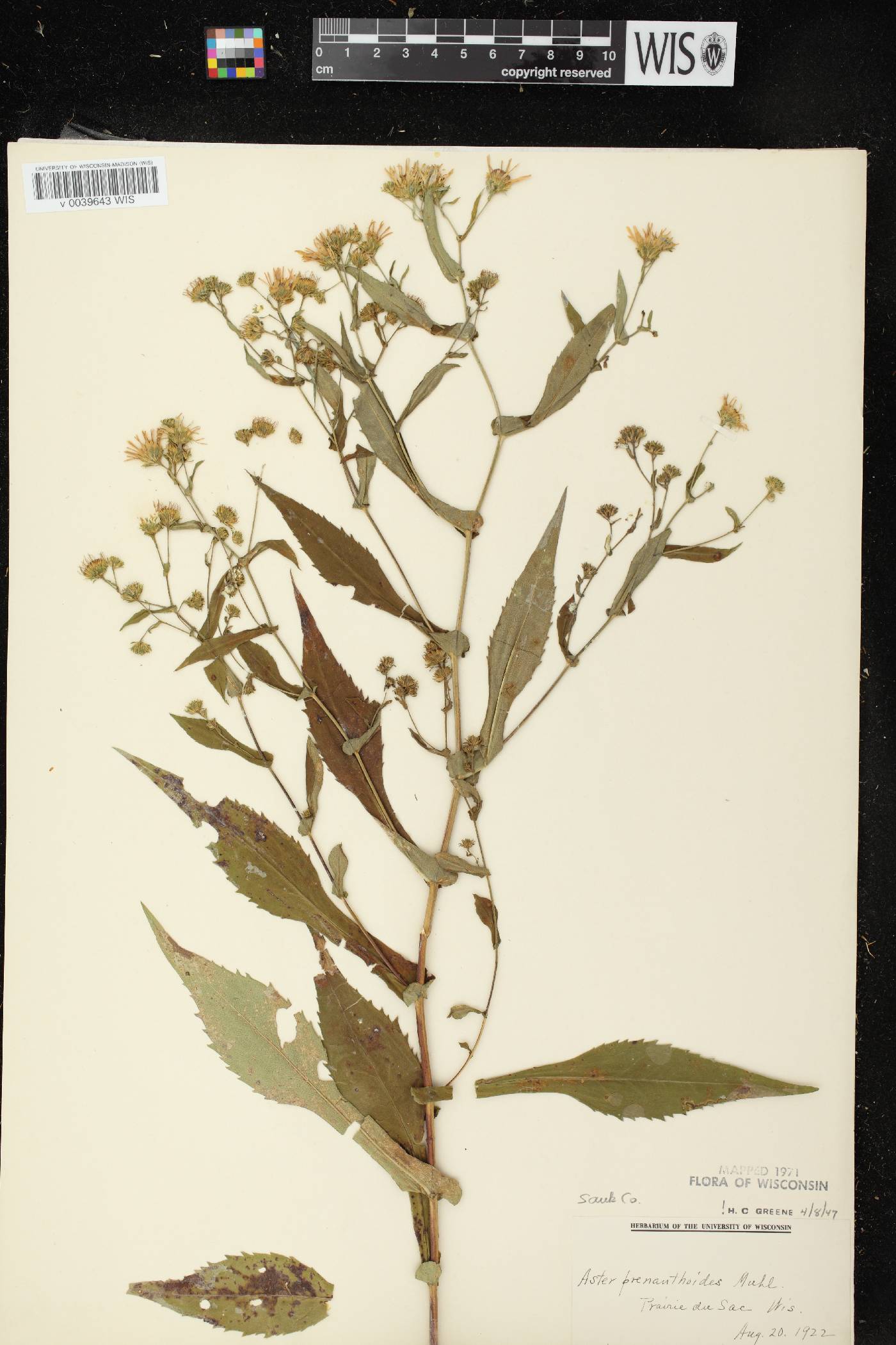 Symphyotrichum prenanthoides image