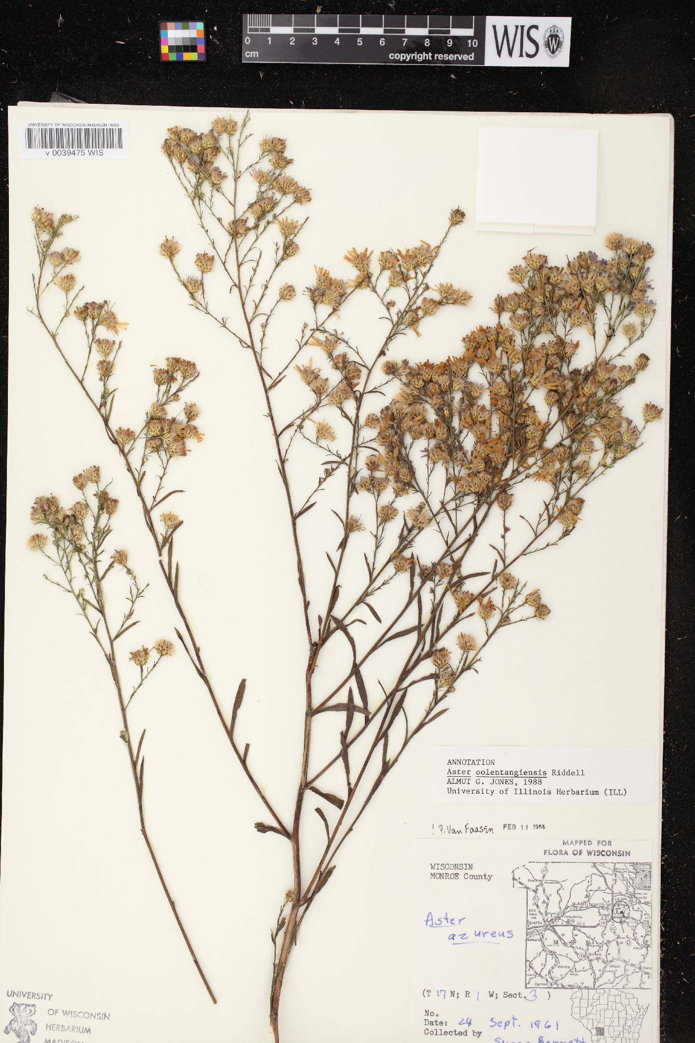 Symphyotrichum oolentangiense image