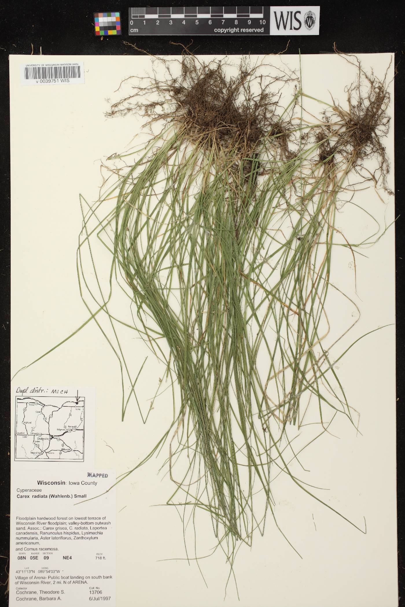 Carex radiata image