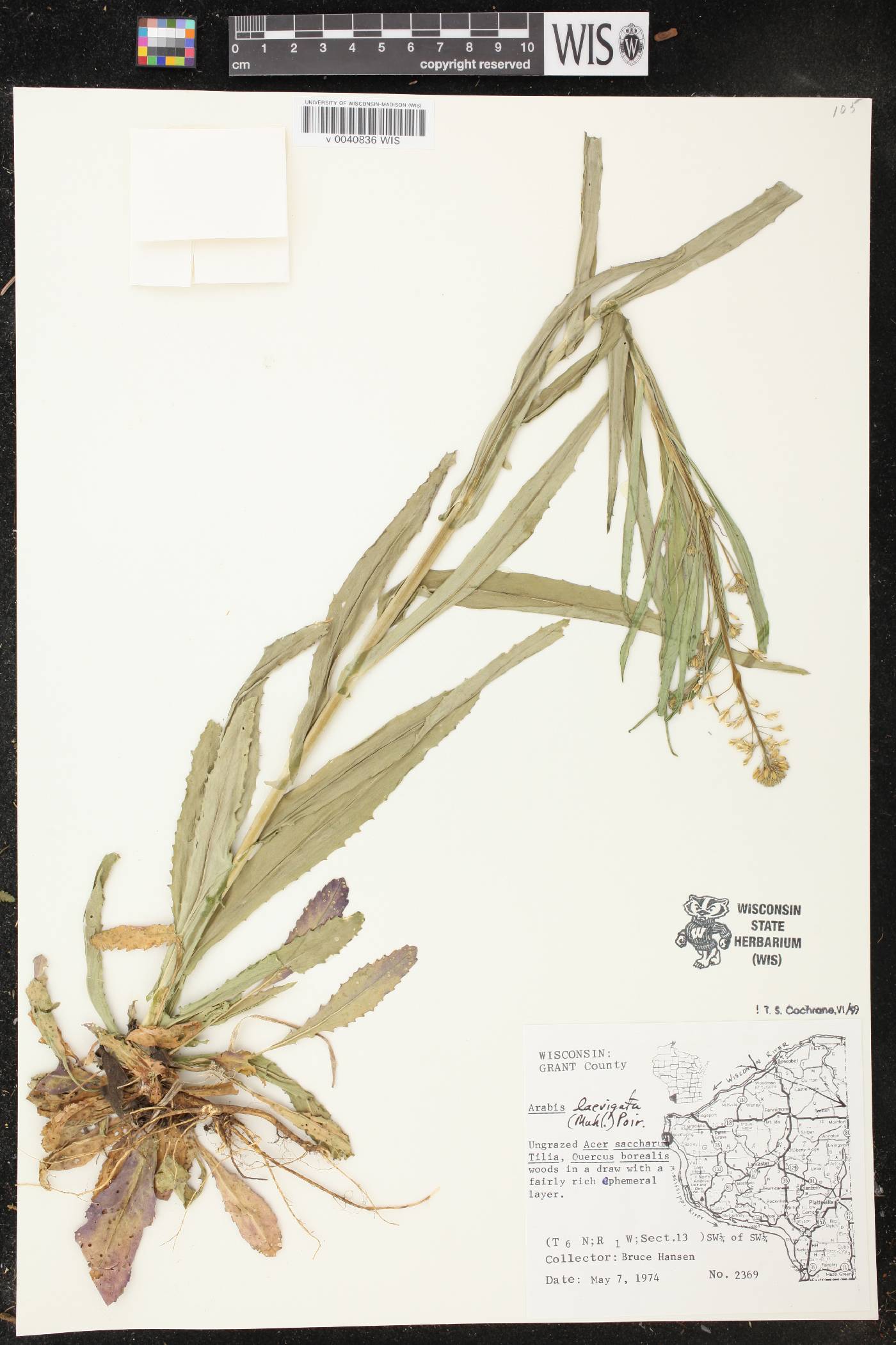 Boechera laevigata image
