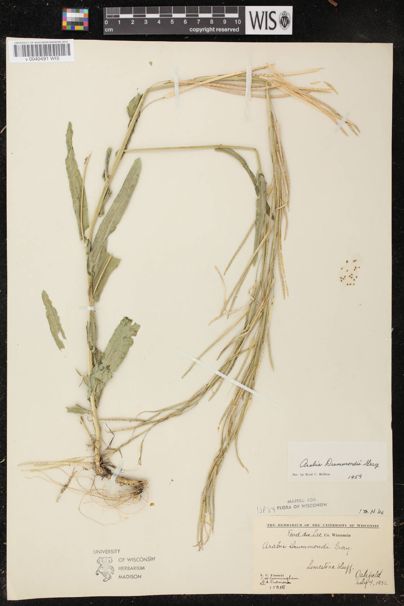 Boechera stricta image