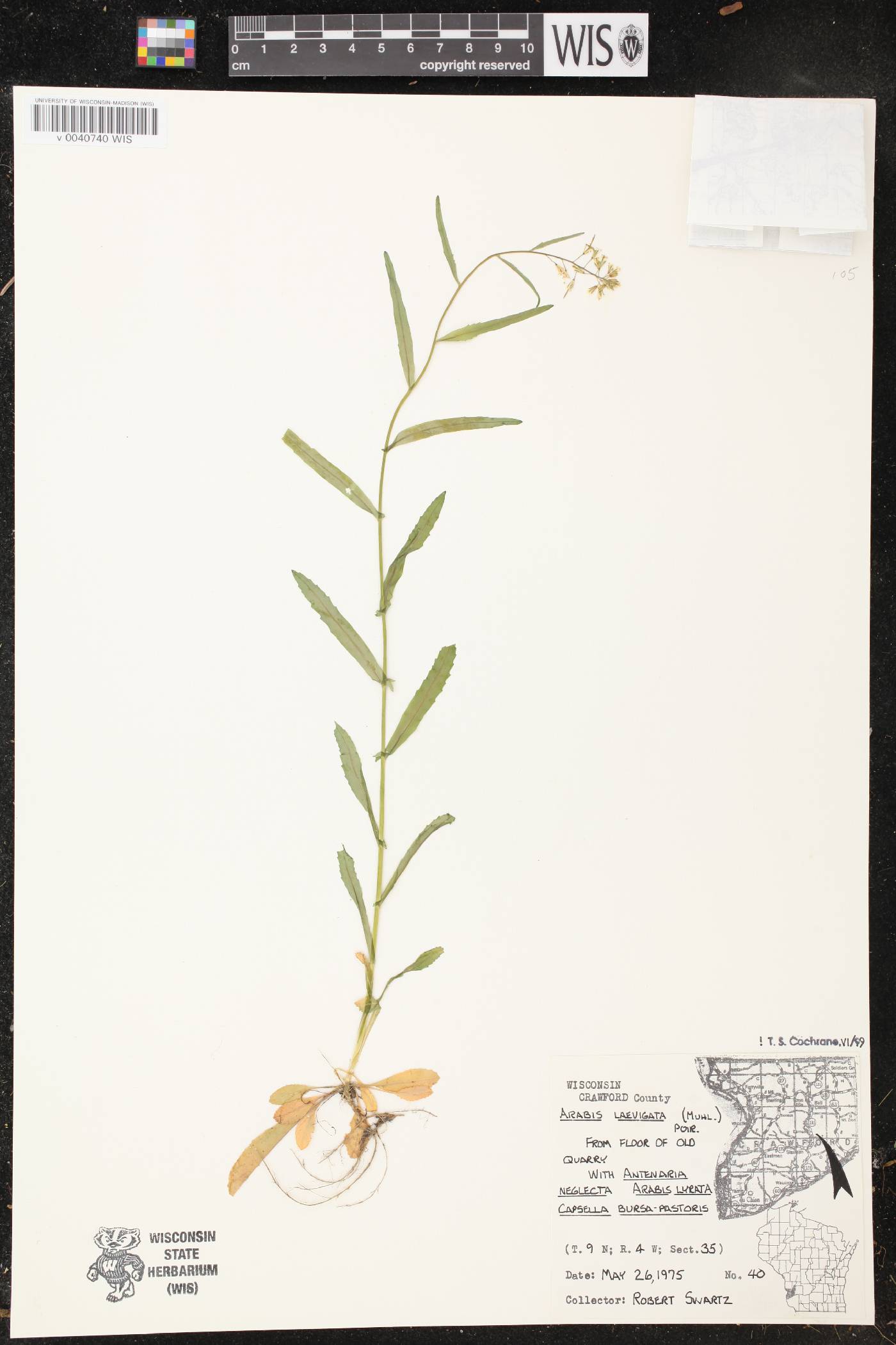 Boechera laevigata image