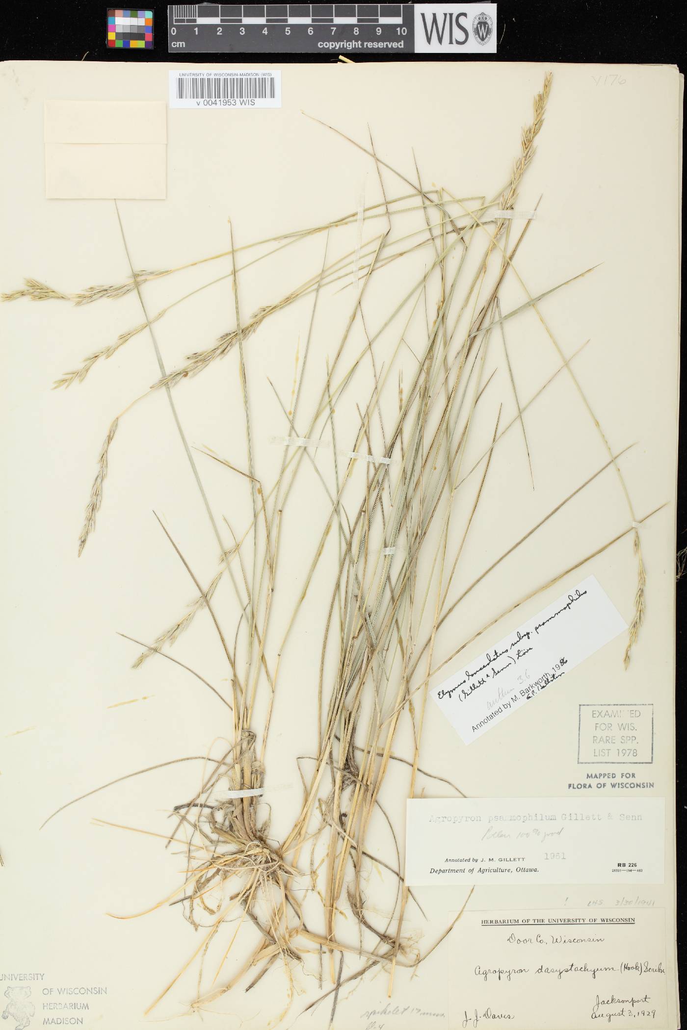 Elymus lanceolatus image