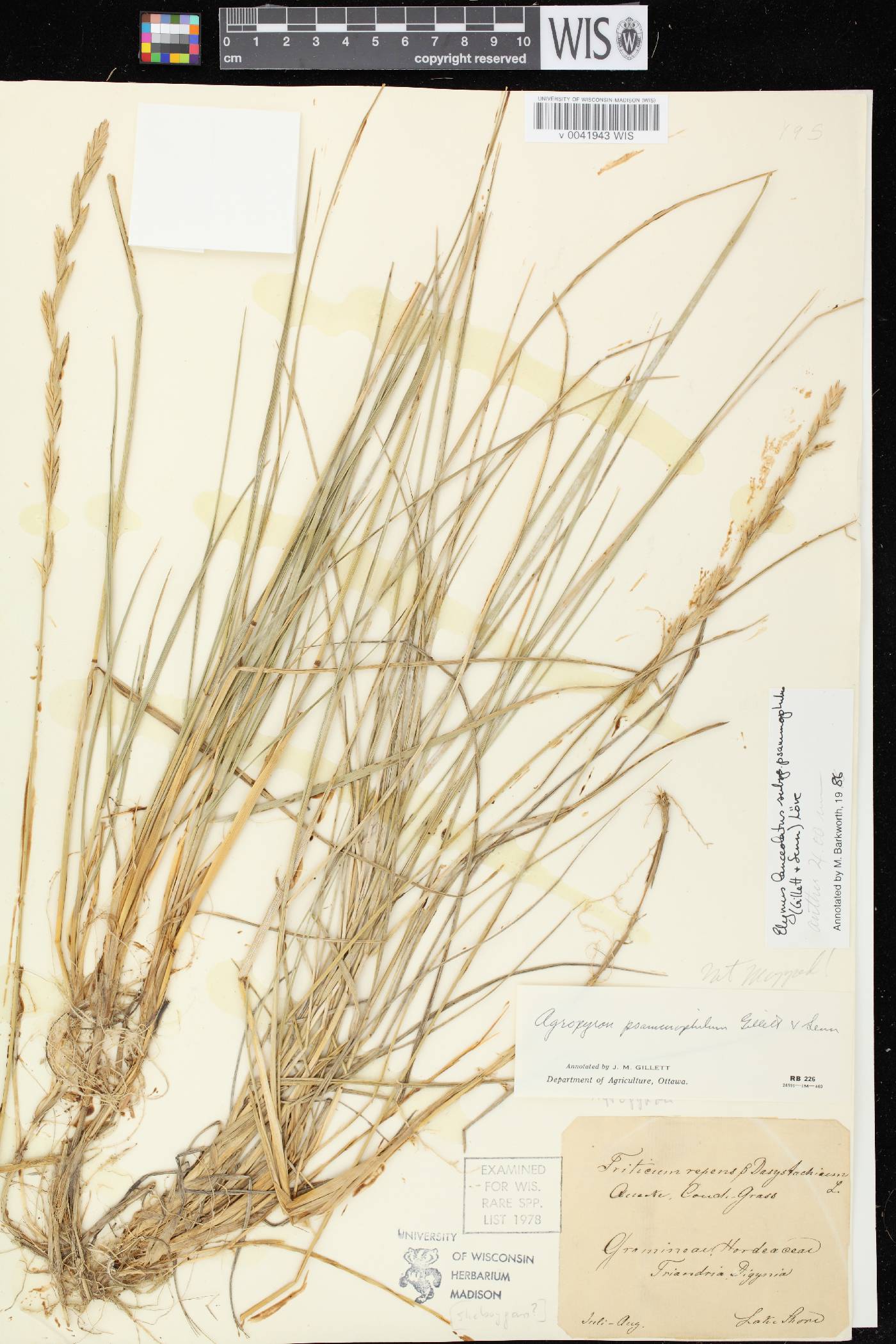 Elymus lanceolatus image