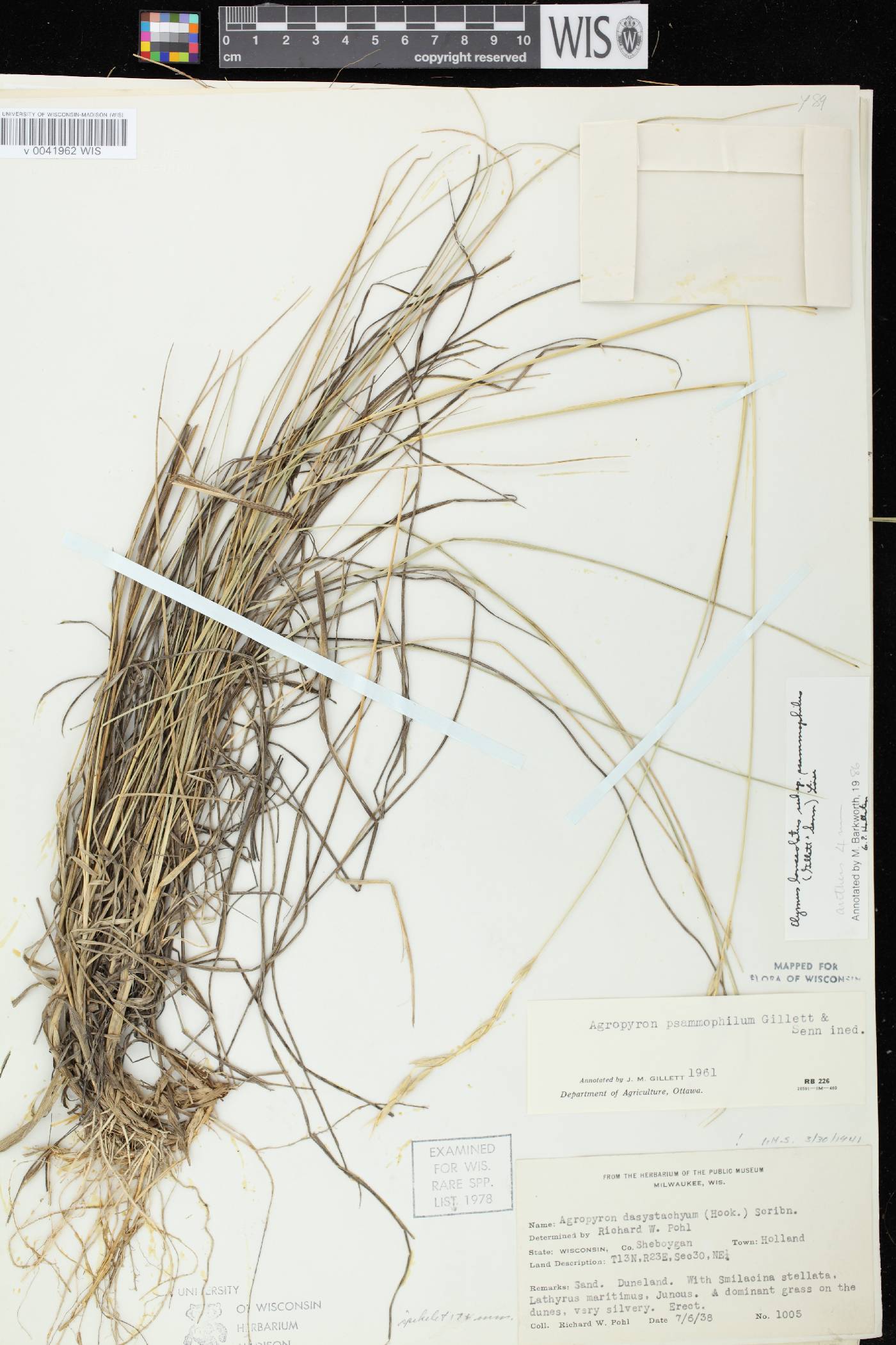 Elymus lanceolatus image