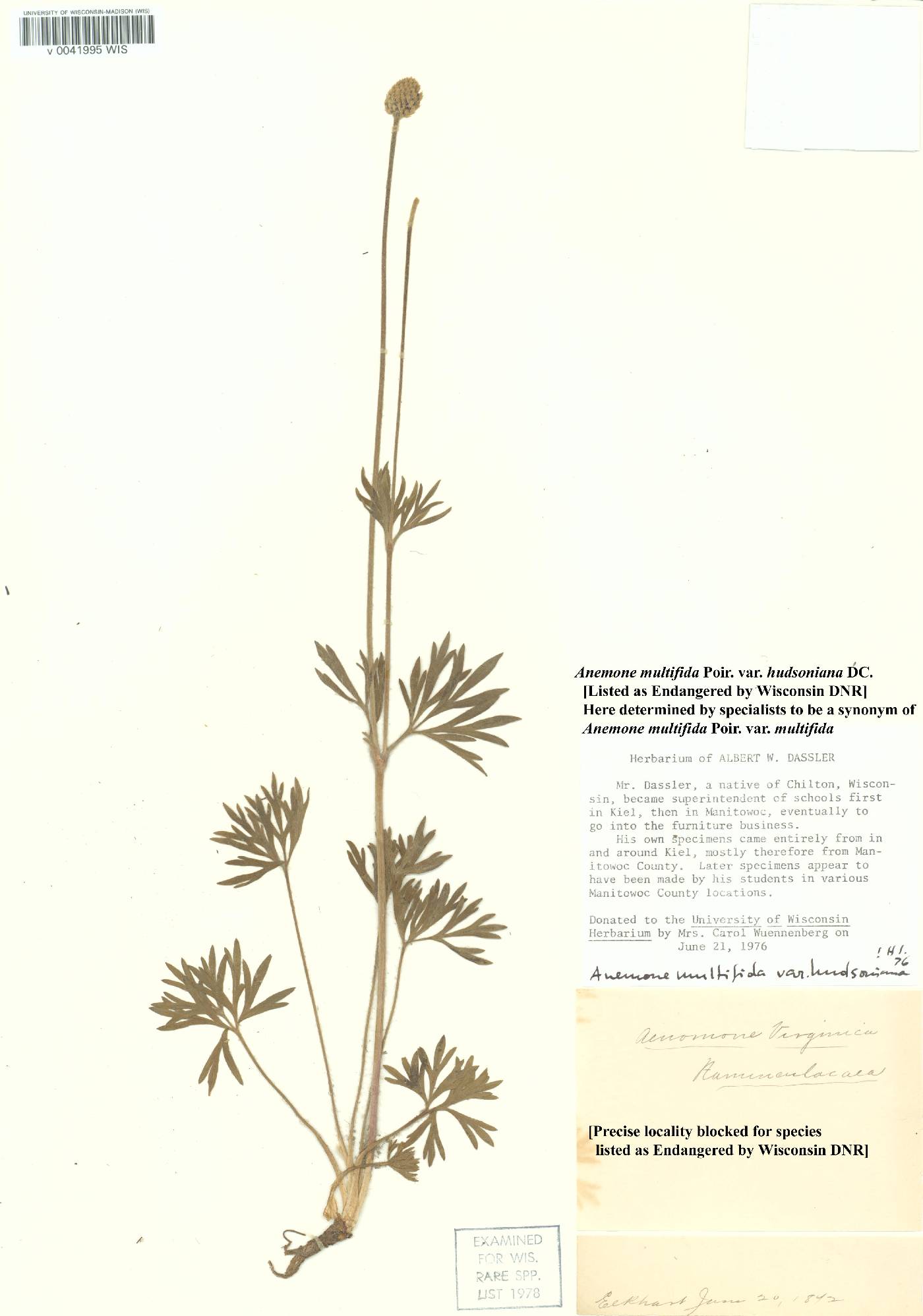 Anemone multifida image
