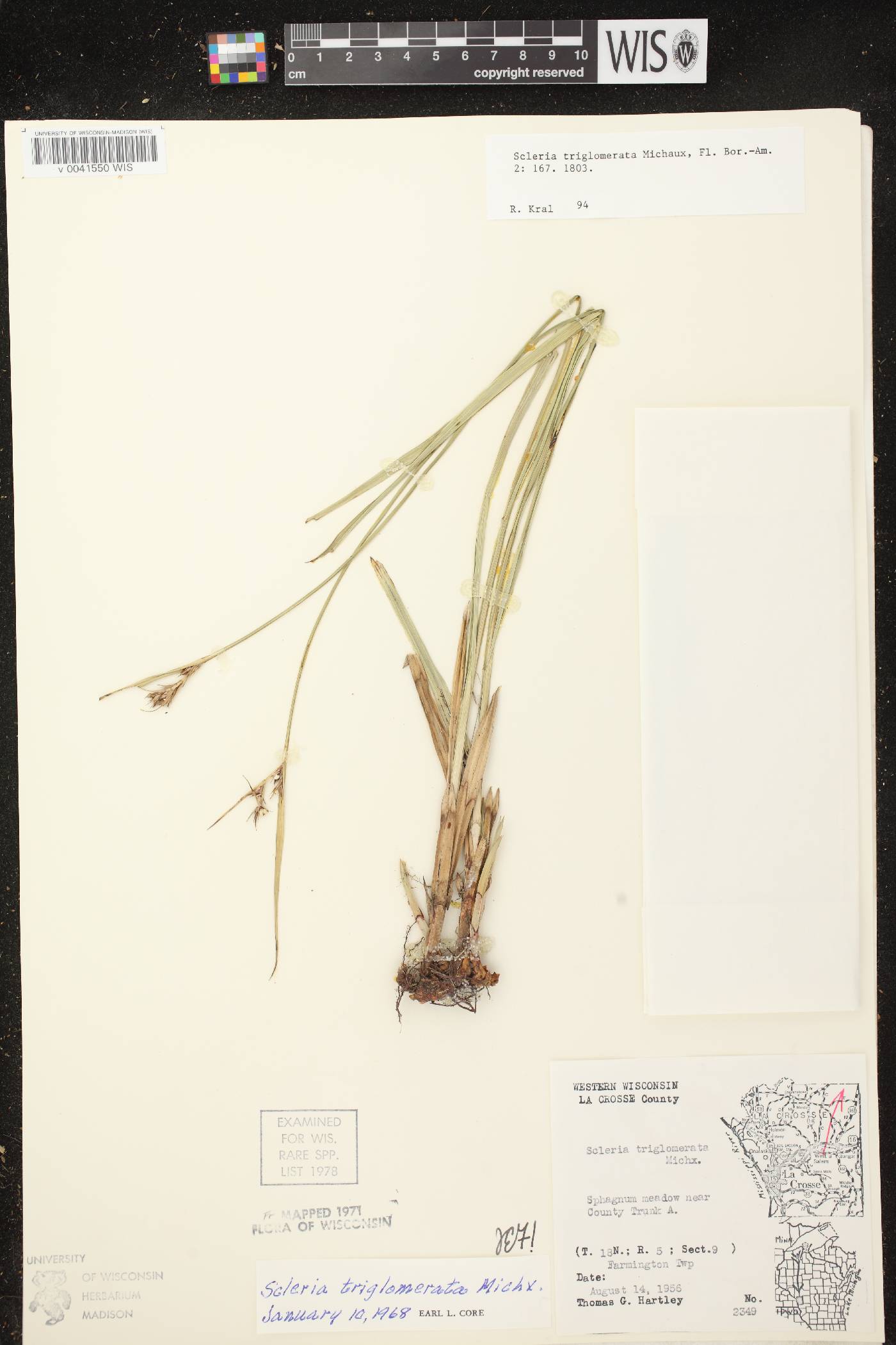 Scleria triglomerata image
