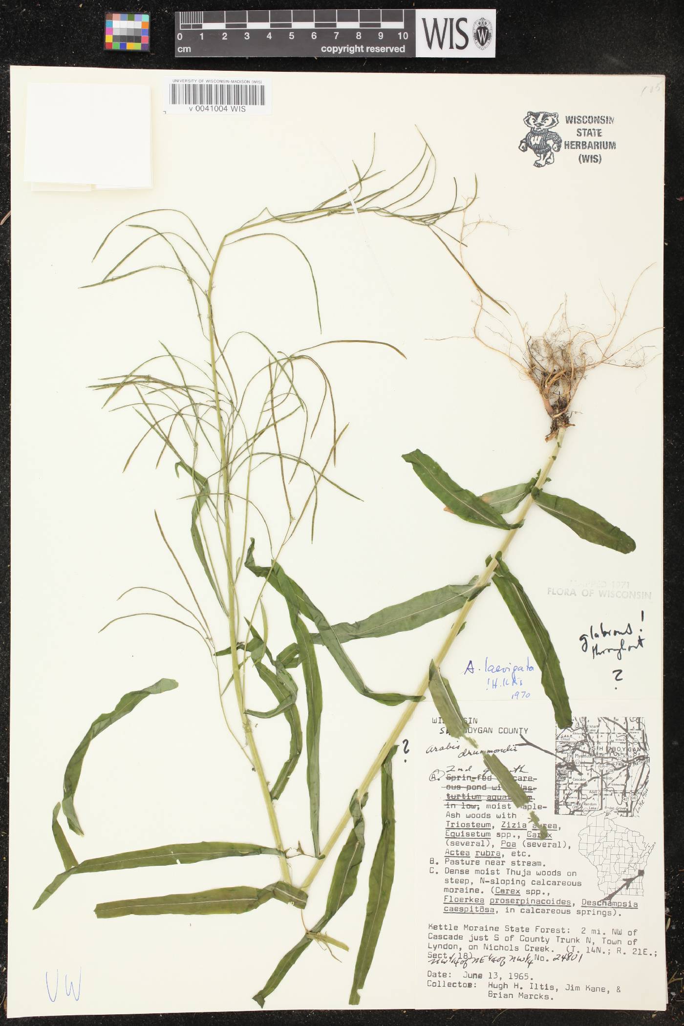 Boechera laevigata image
