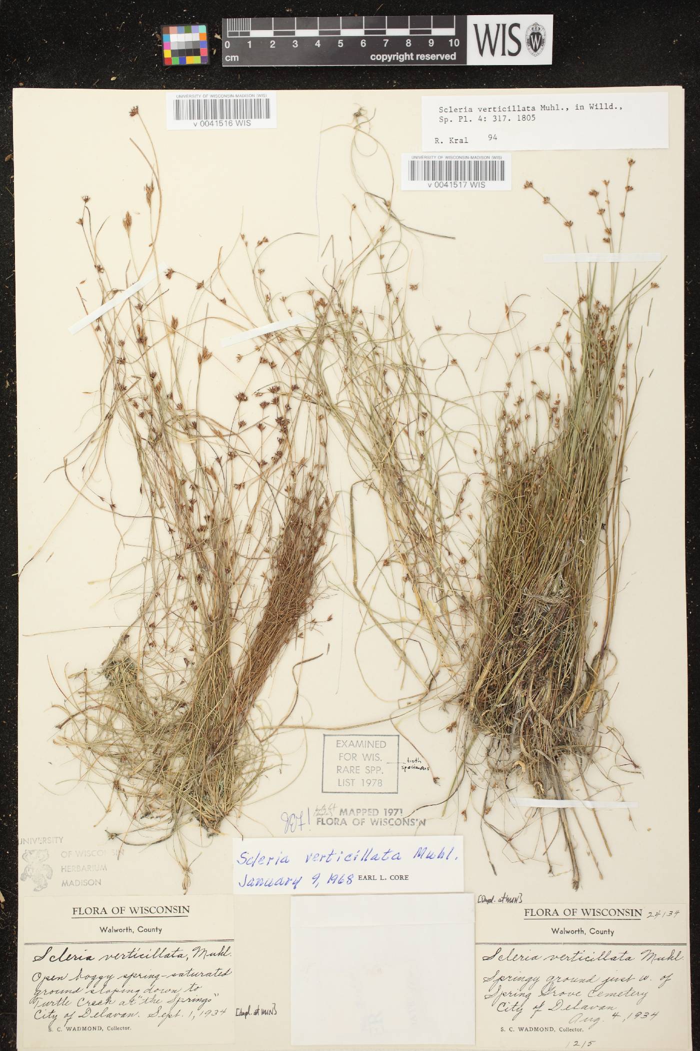 Scleria verticillata image