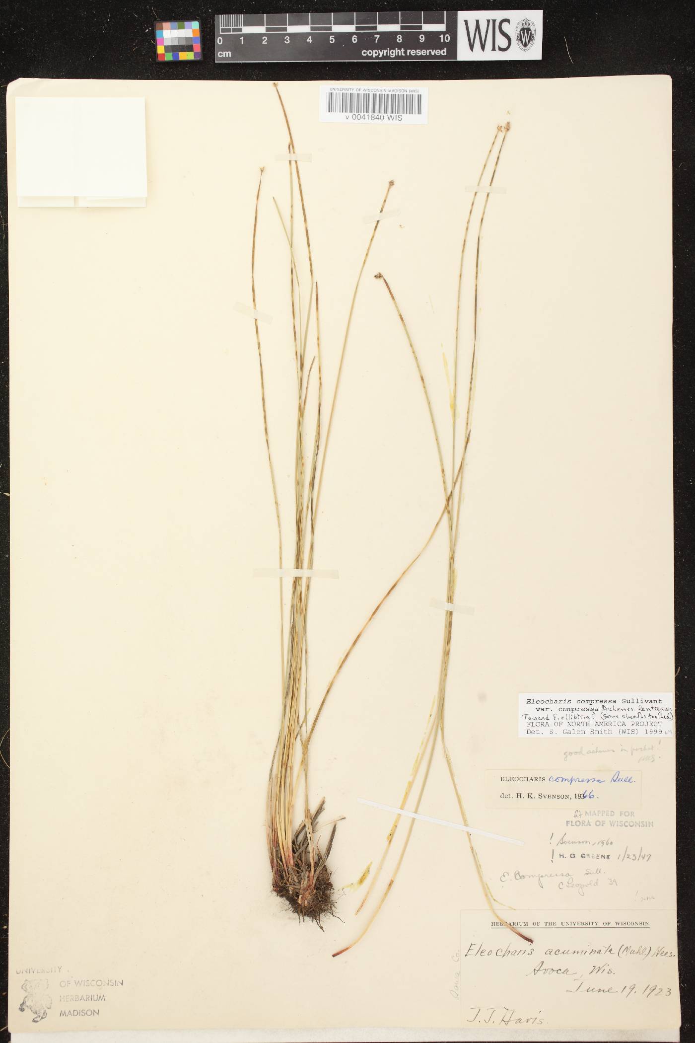 Eleocharis compressa var. compressa image