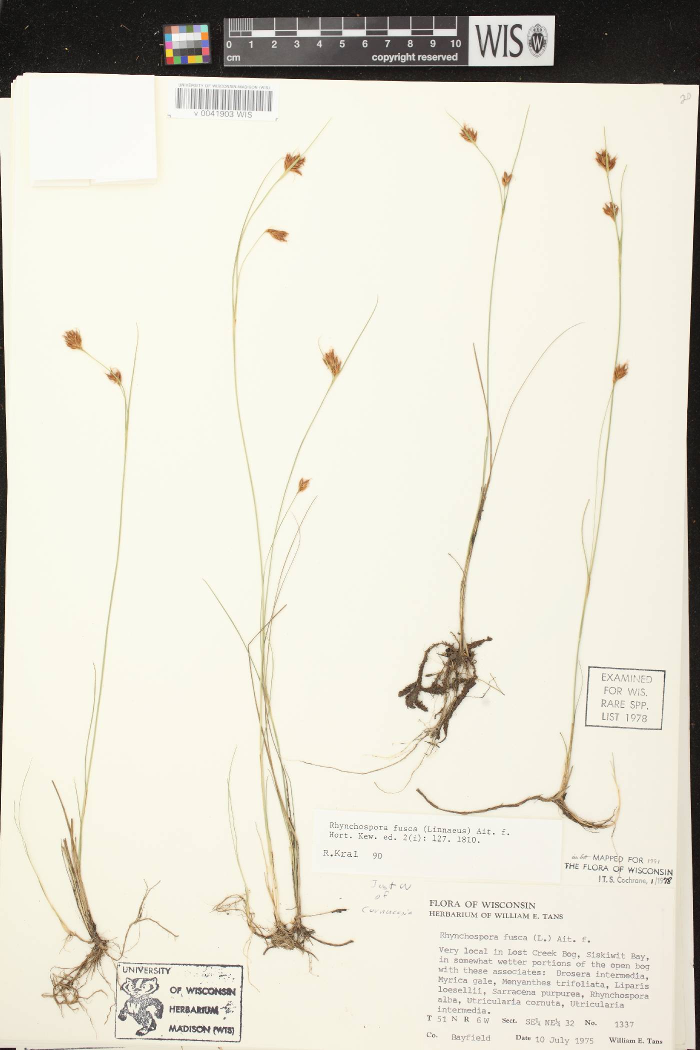 Rhynchospora fusca image