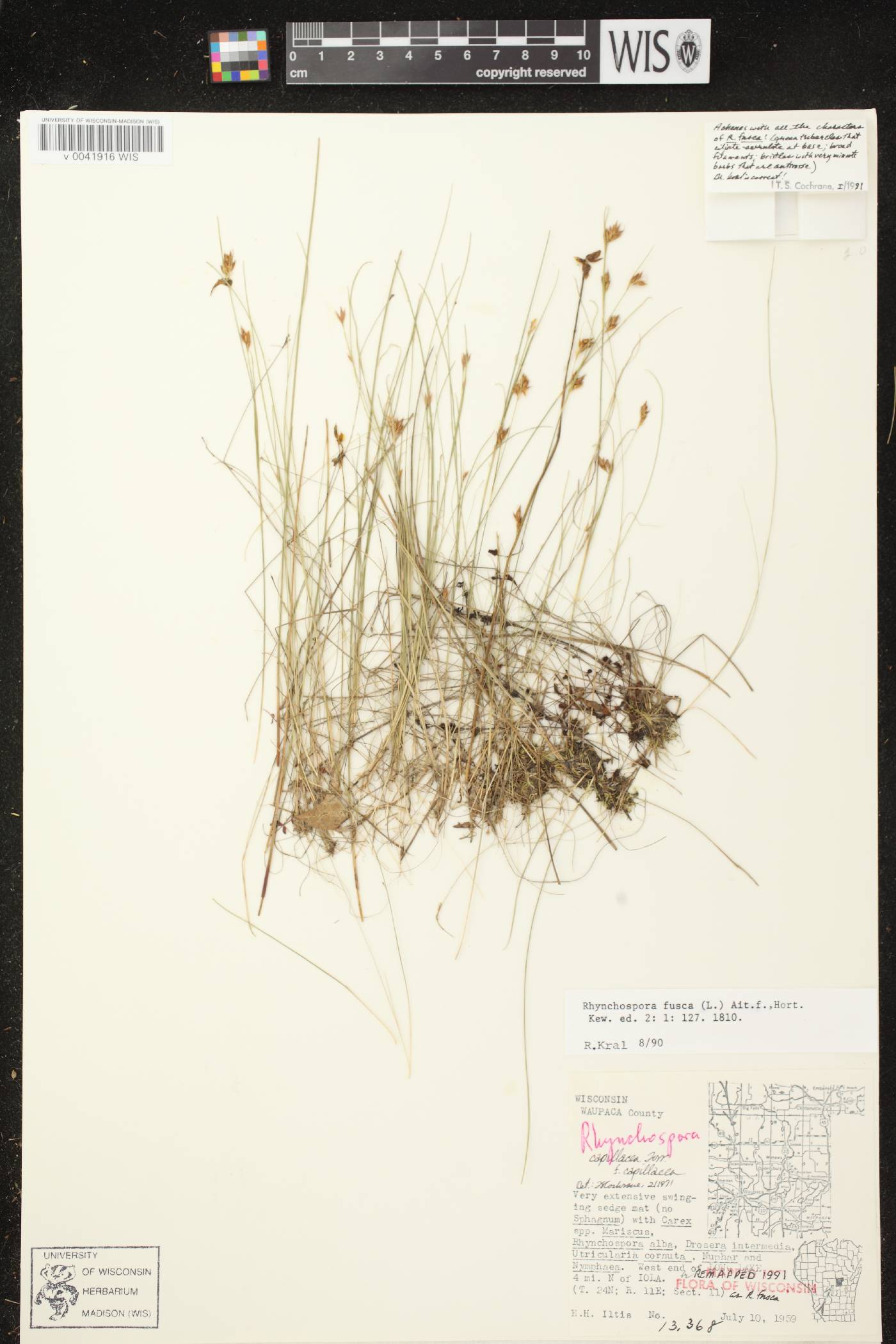 Rhynchospora fusca image
