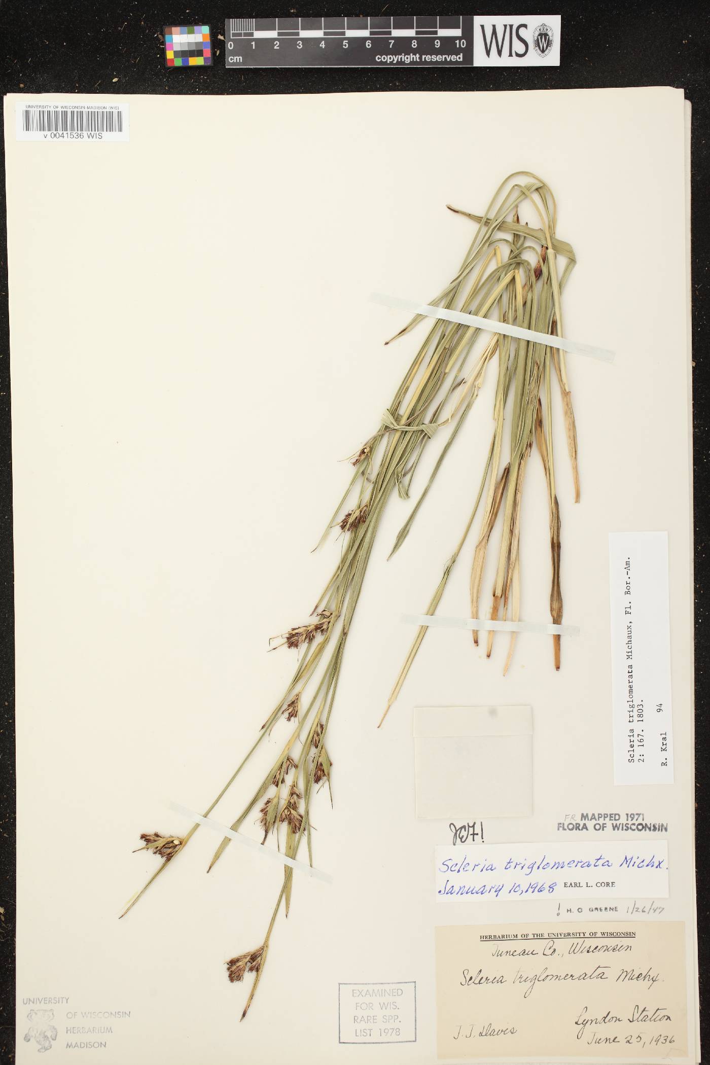 Scleria triglomerata image