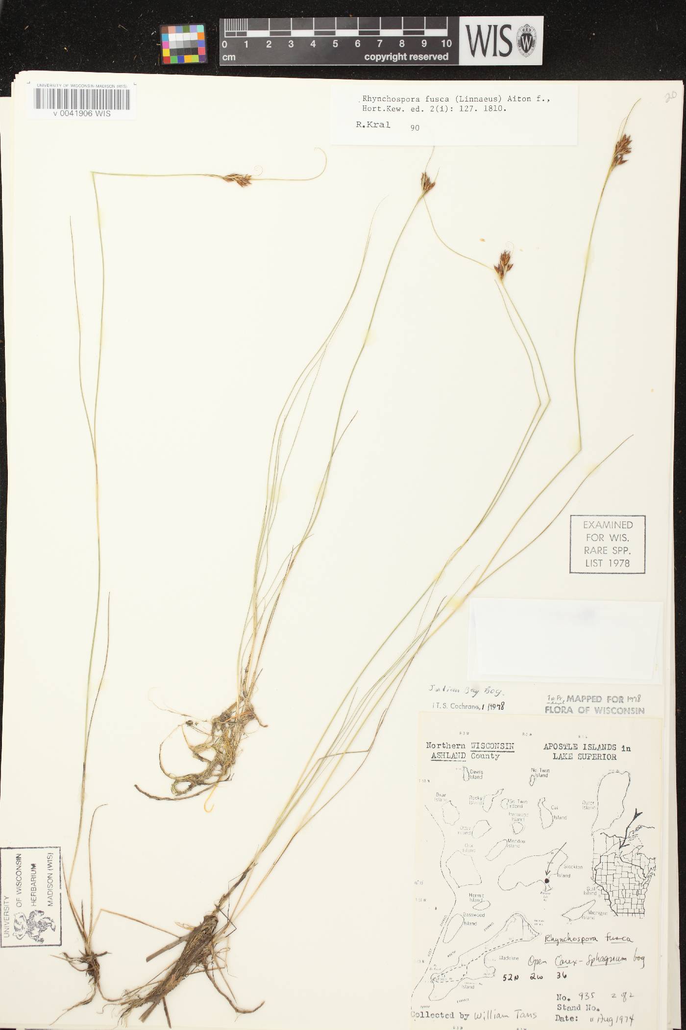 Rhynchospora fusca image