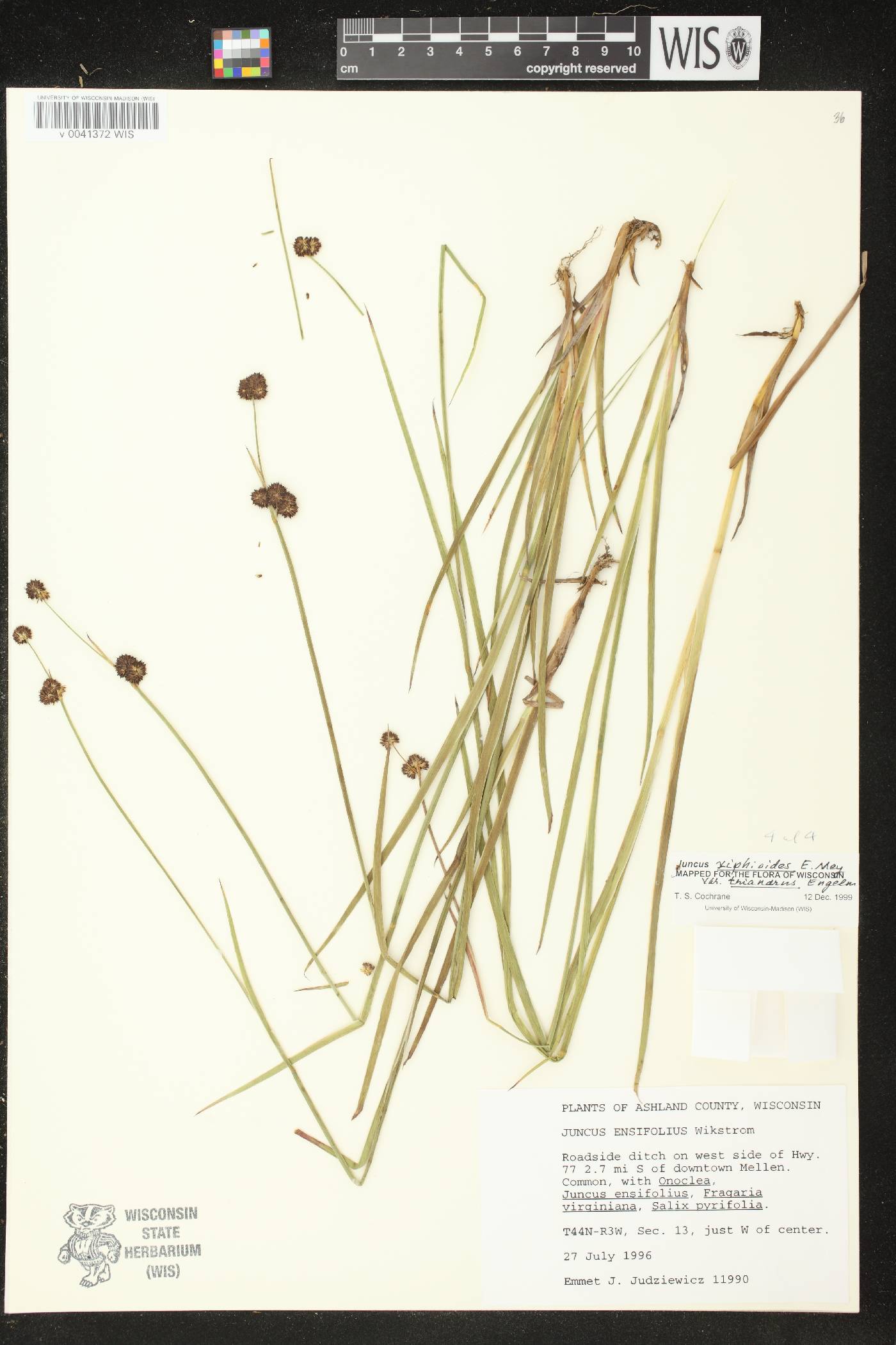 Juncus ensifolius image