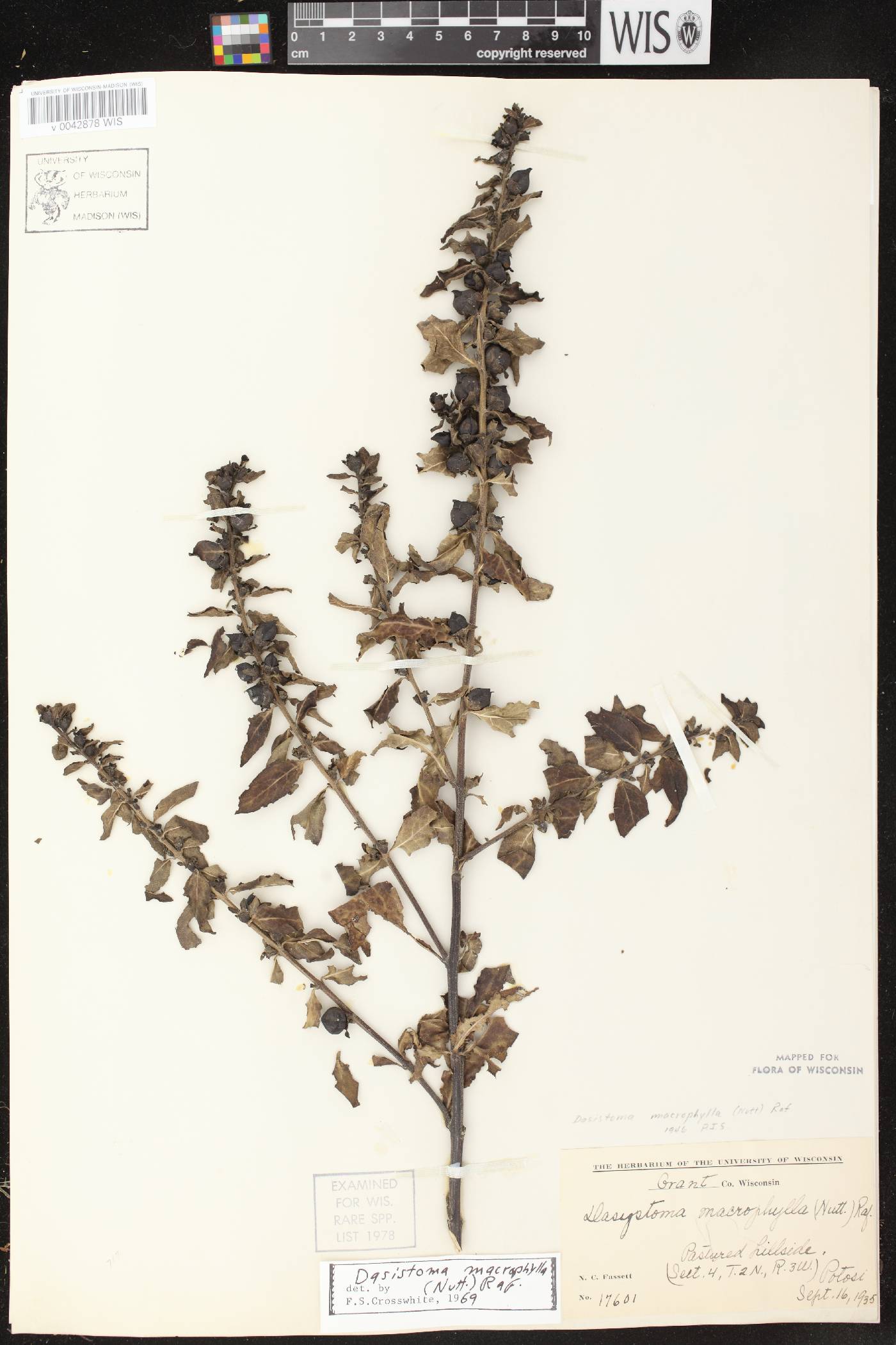 Dasistoma macrophylla image