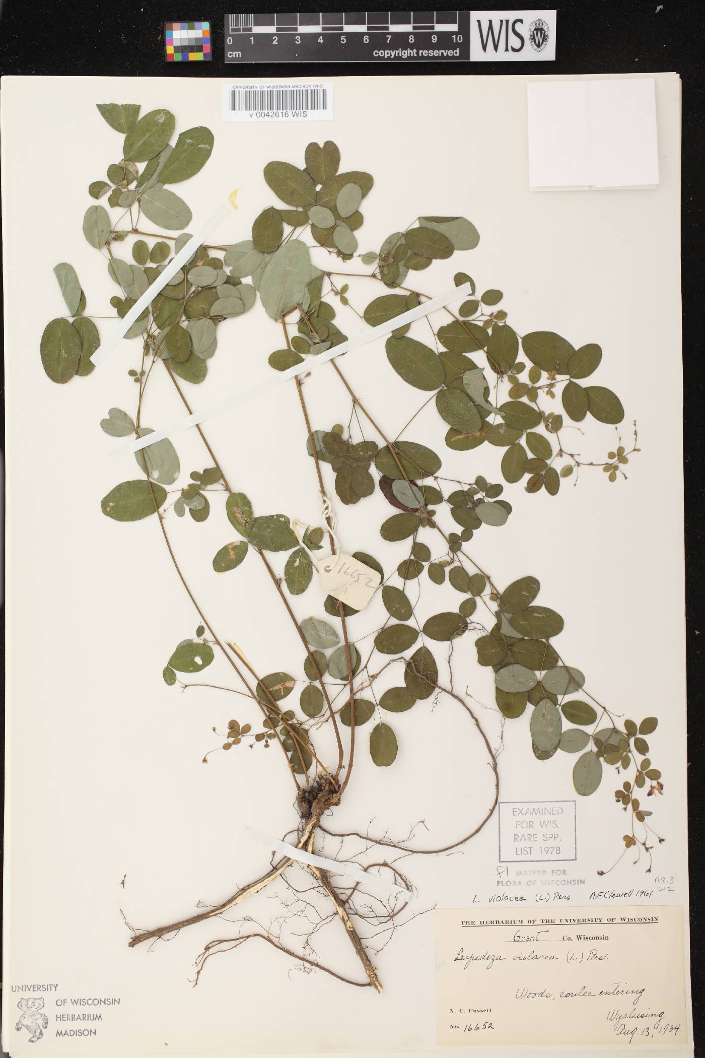 Lespedeza violacea image