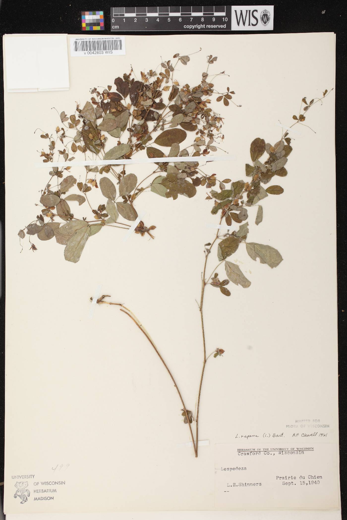 Lespedeza repens image