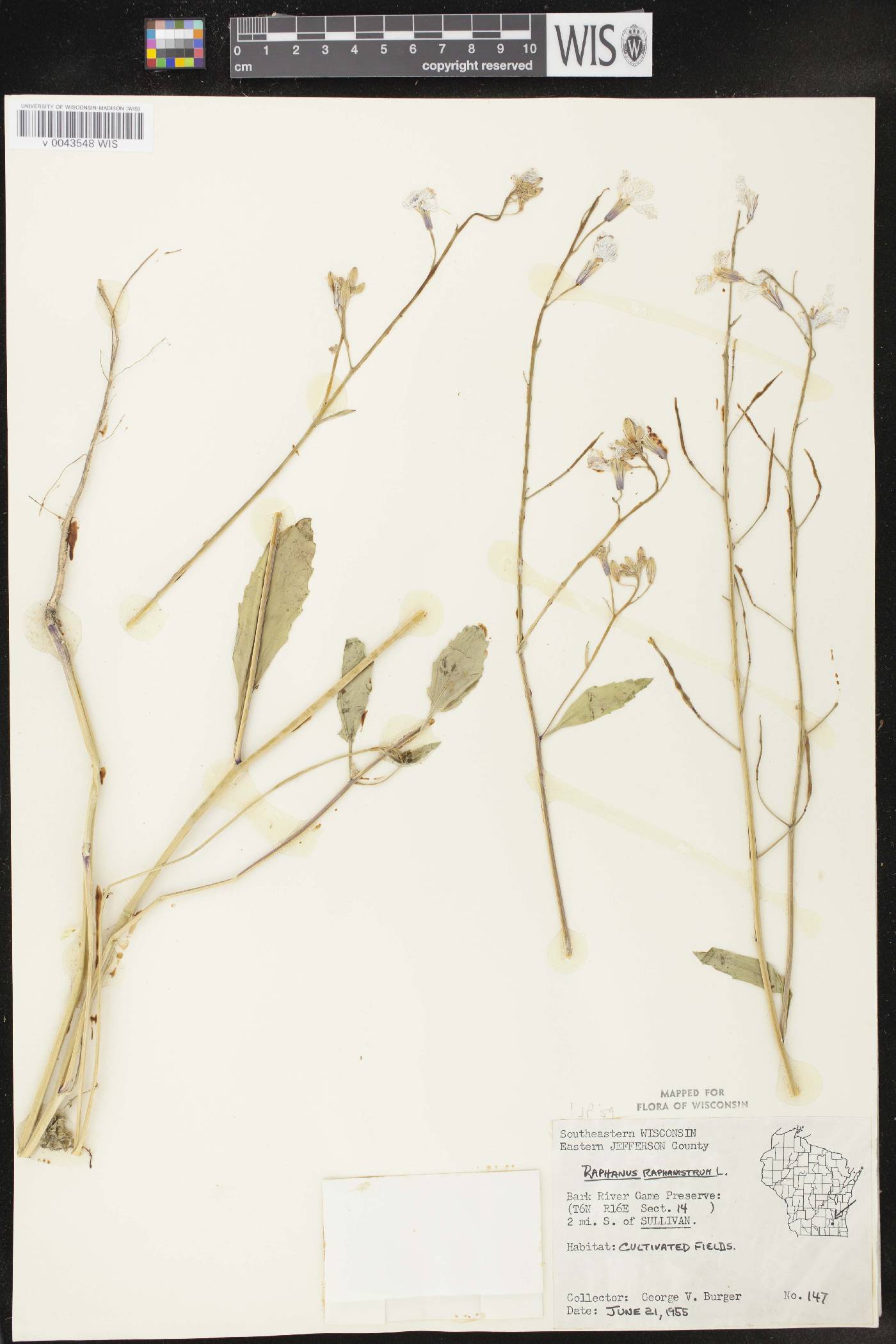 Raphanus raphanistrum image