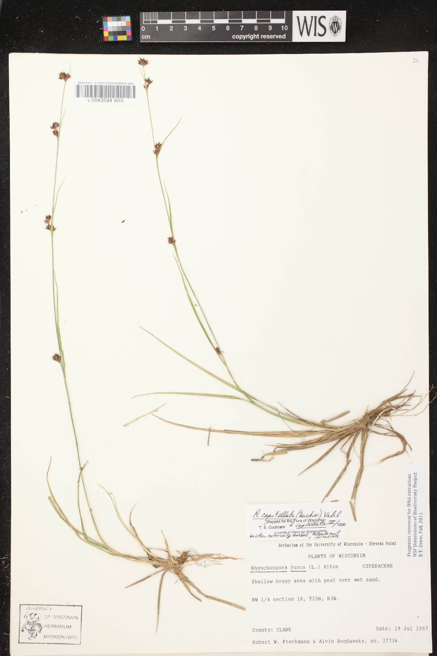 Rhynchospora capillacea image