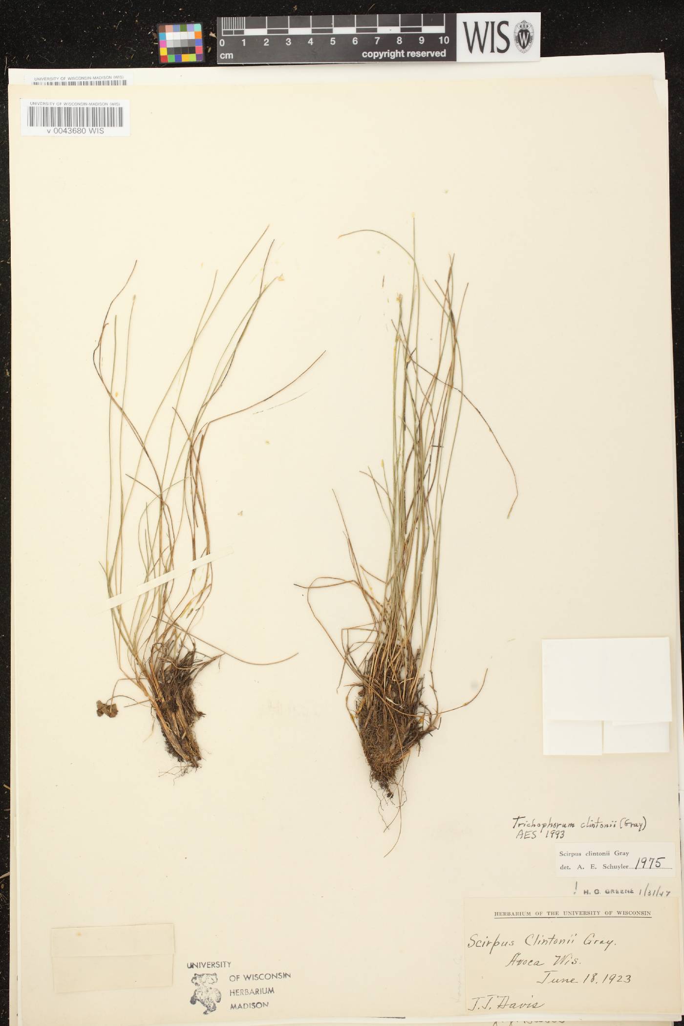 Trichophorum clintonii image
