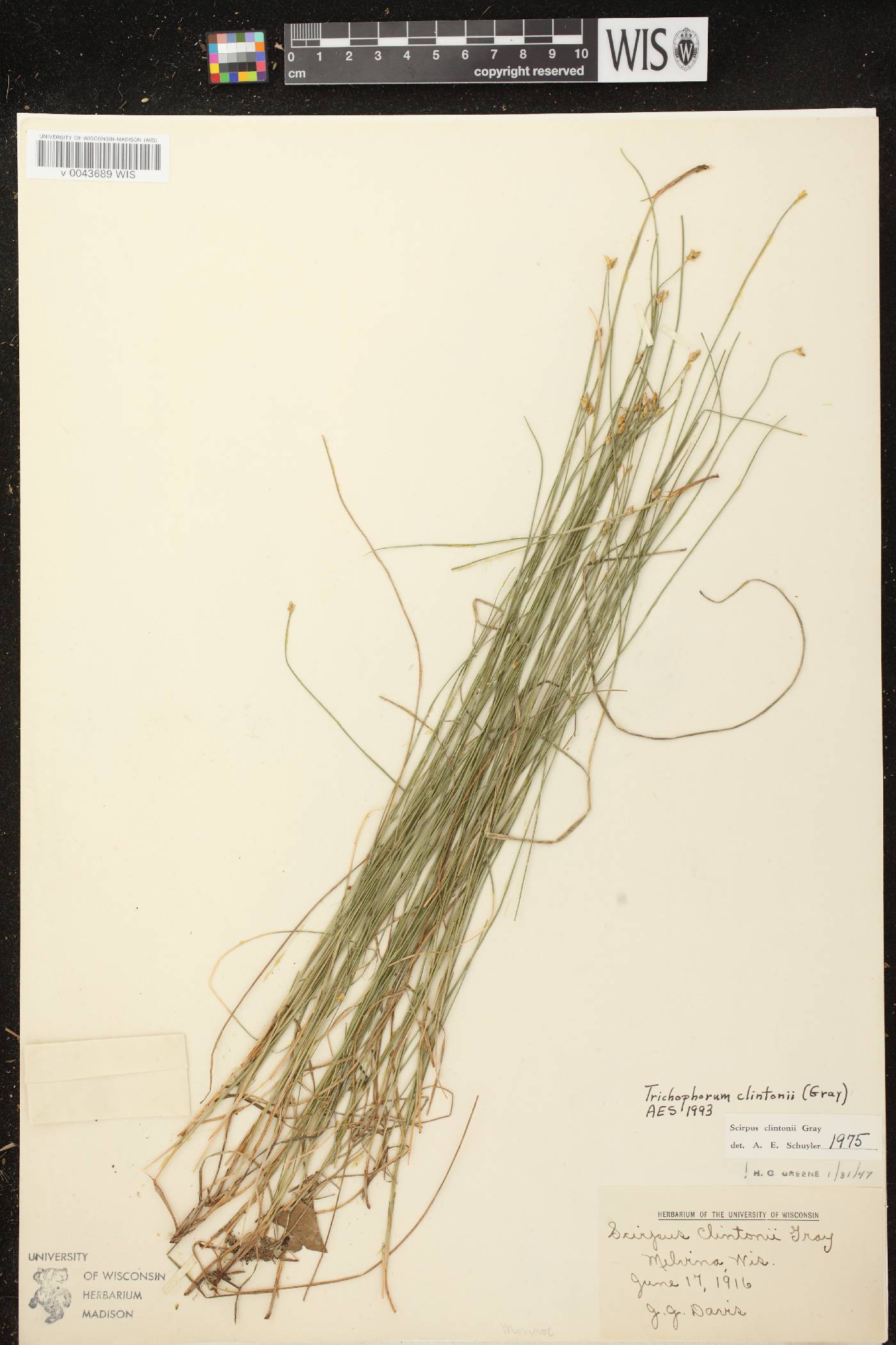 Trichophorum clintonii image