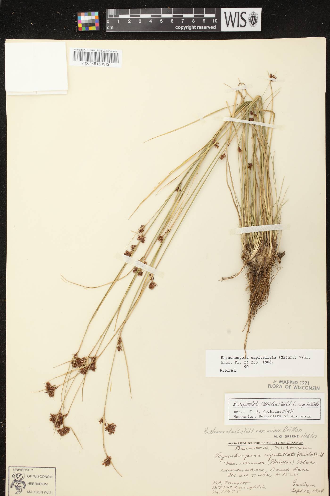 Rhynchospora capitellata image