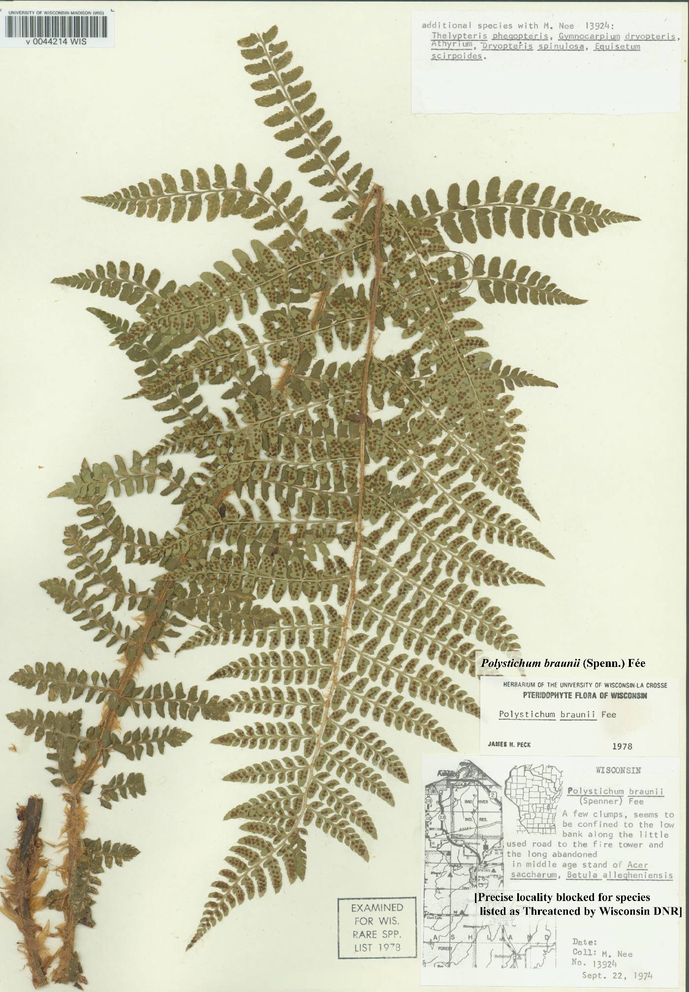 Polystichum braunii image