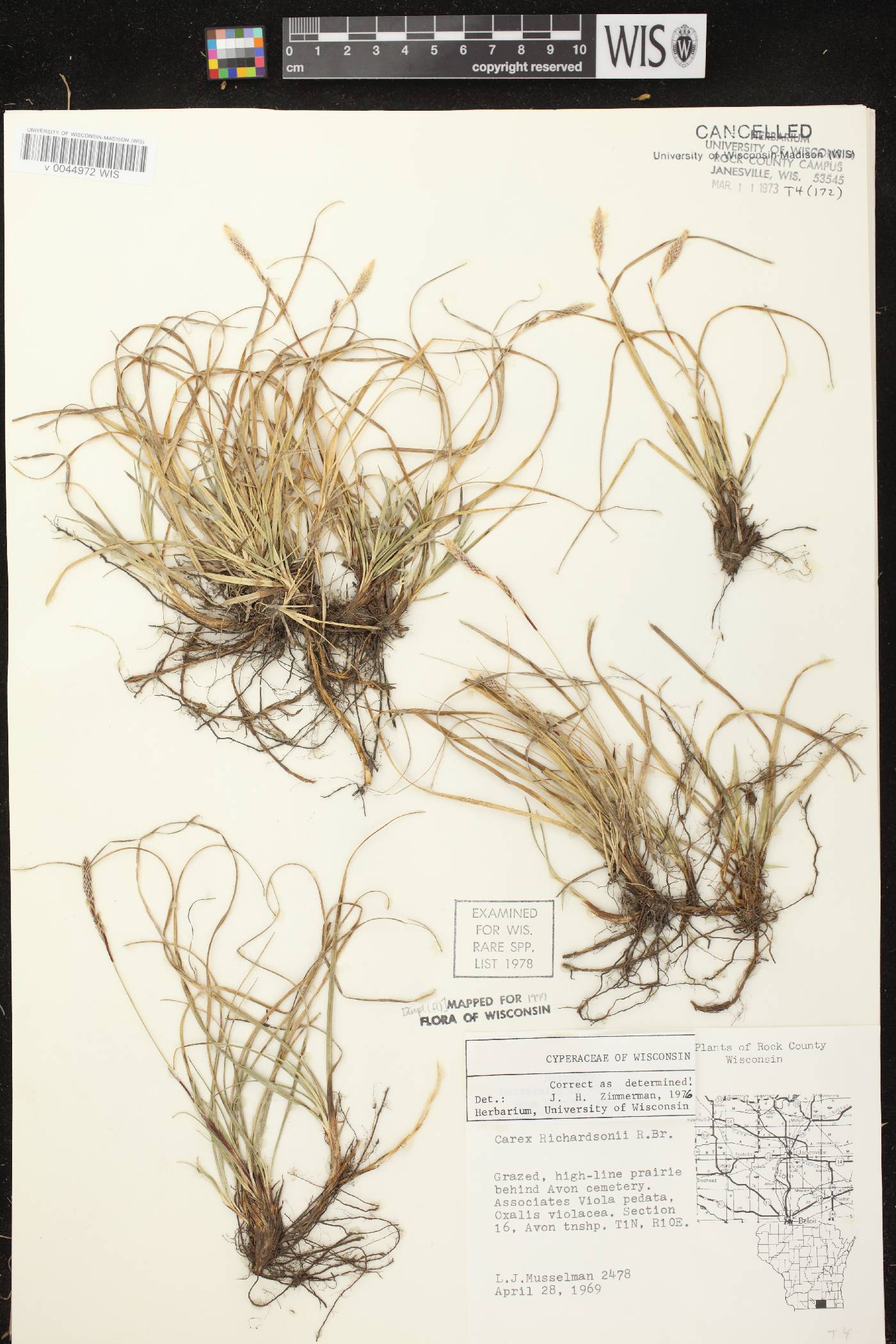 Carex richardsonii image