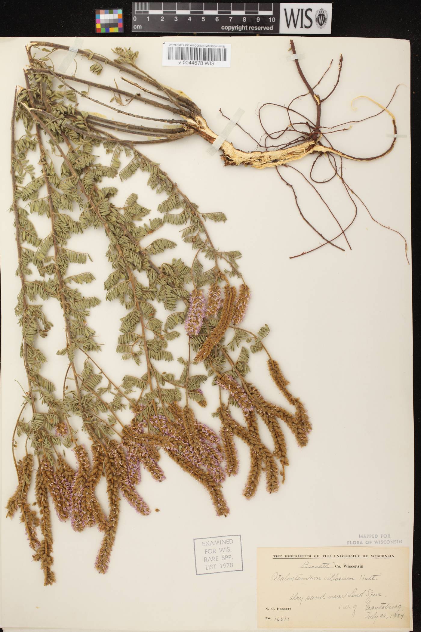 Dalea villosa var. villosa image