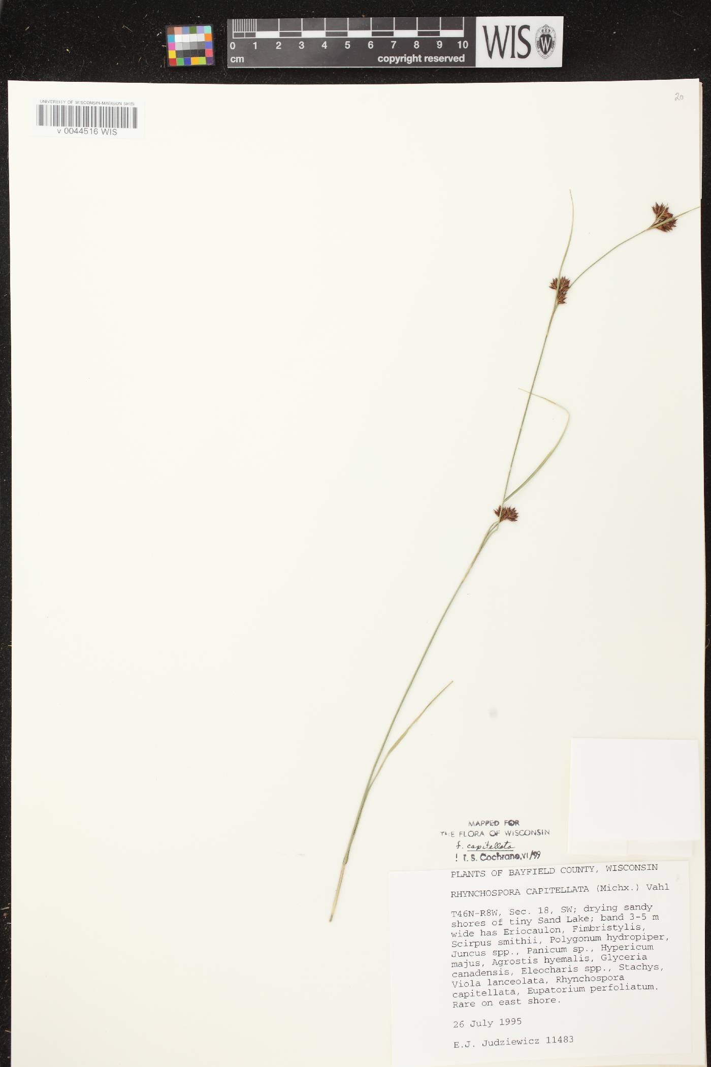 Rhynchospora capitellata image