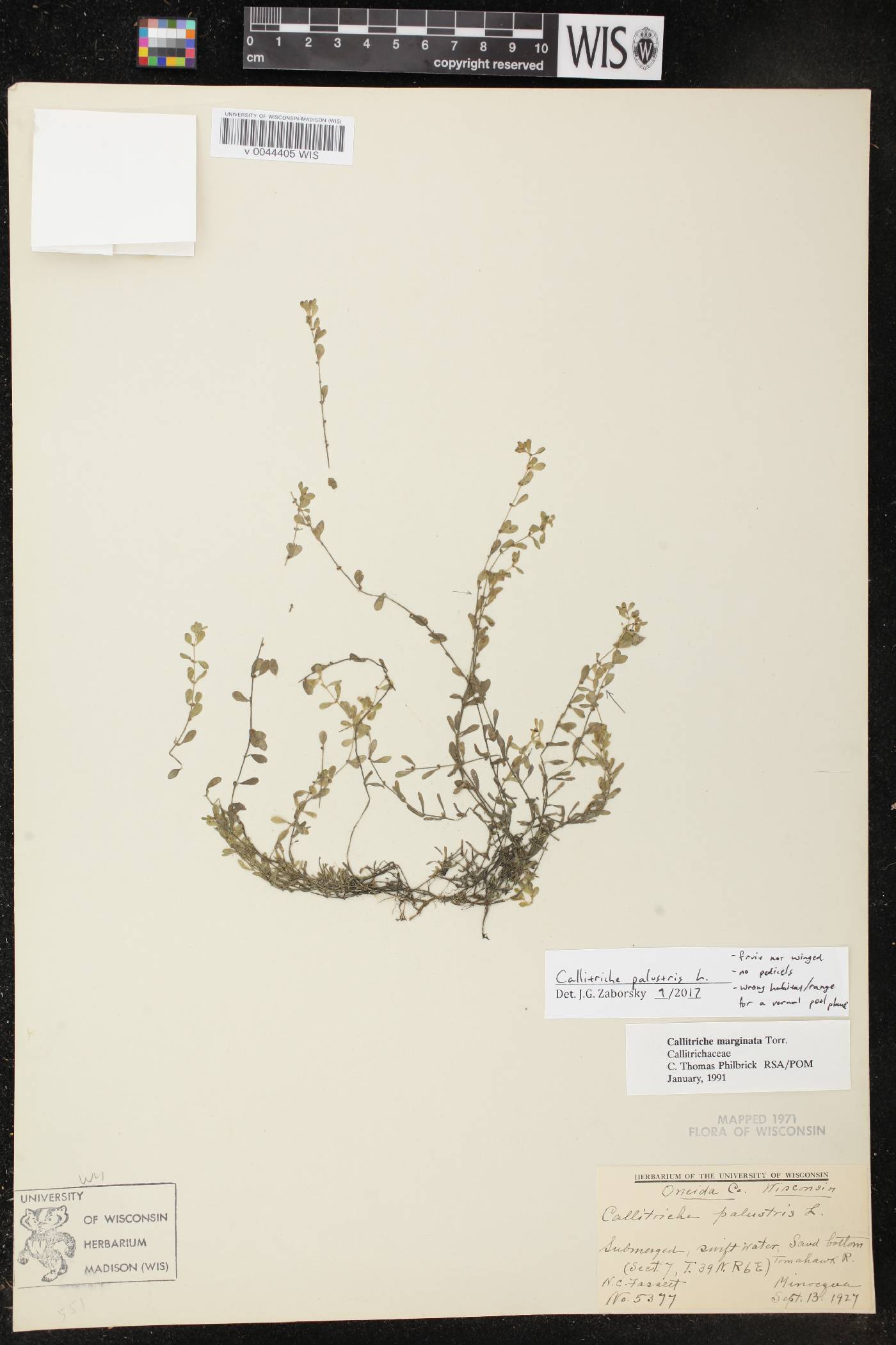 Callitriche palustris image