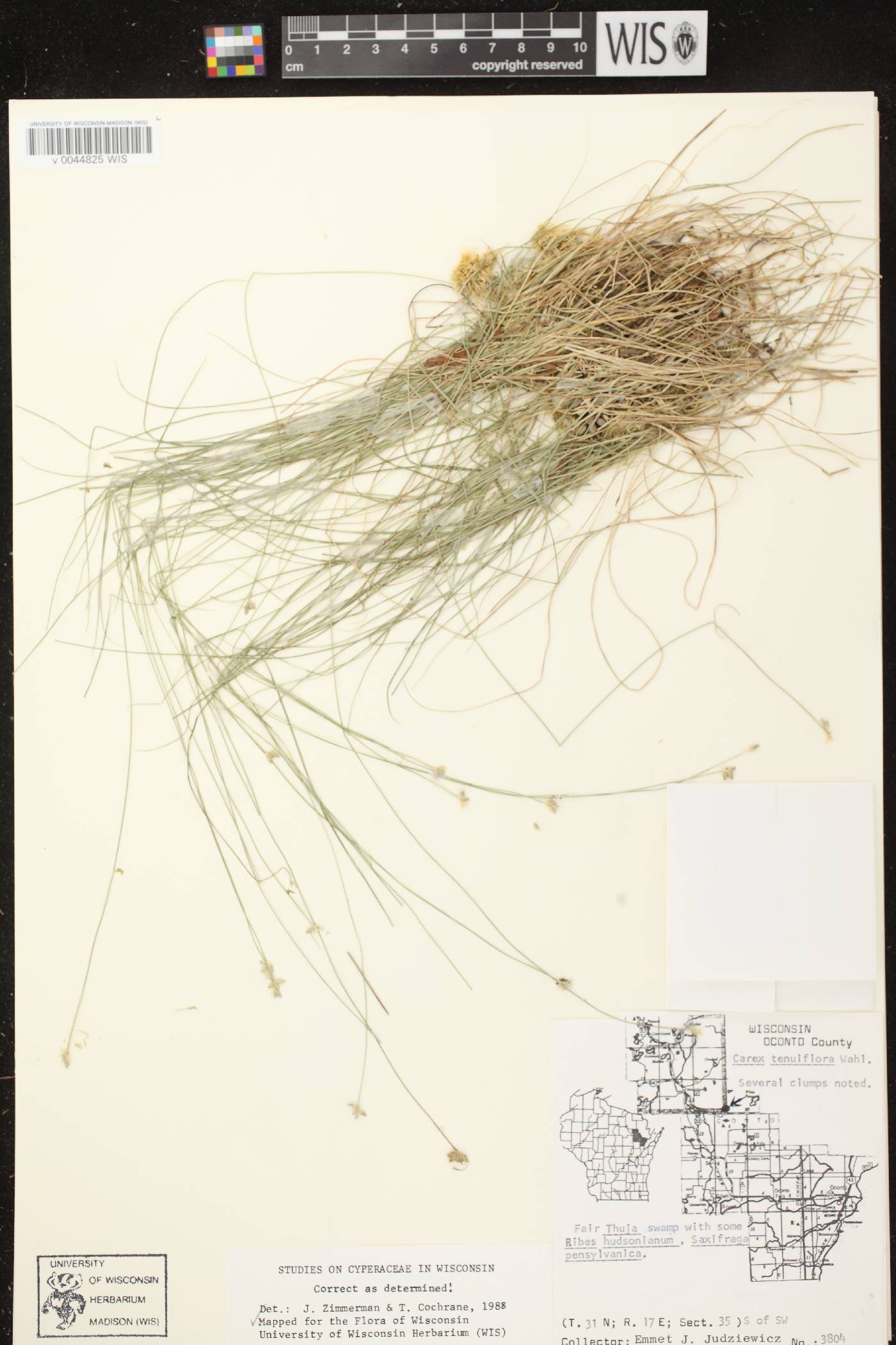 Carex tenuiflora image