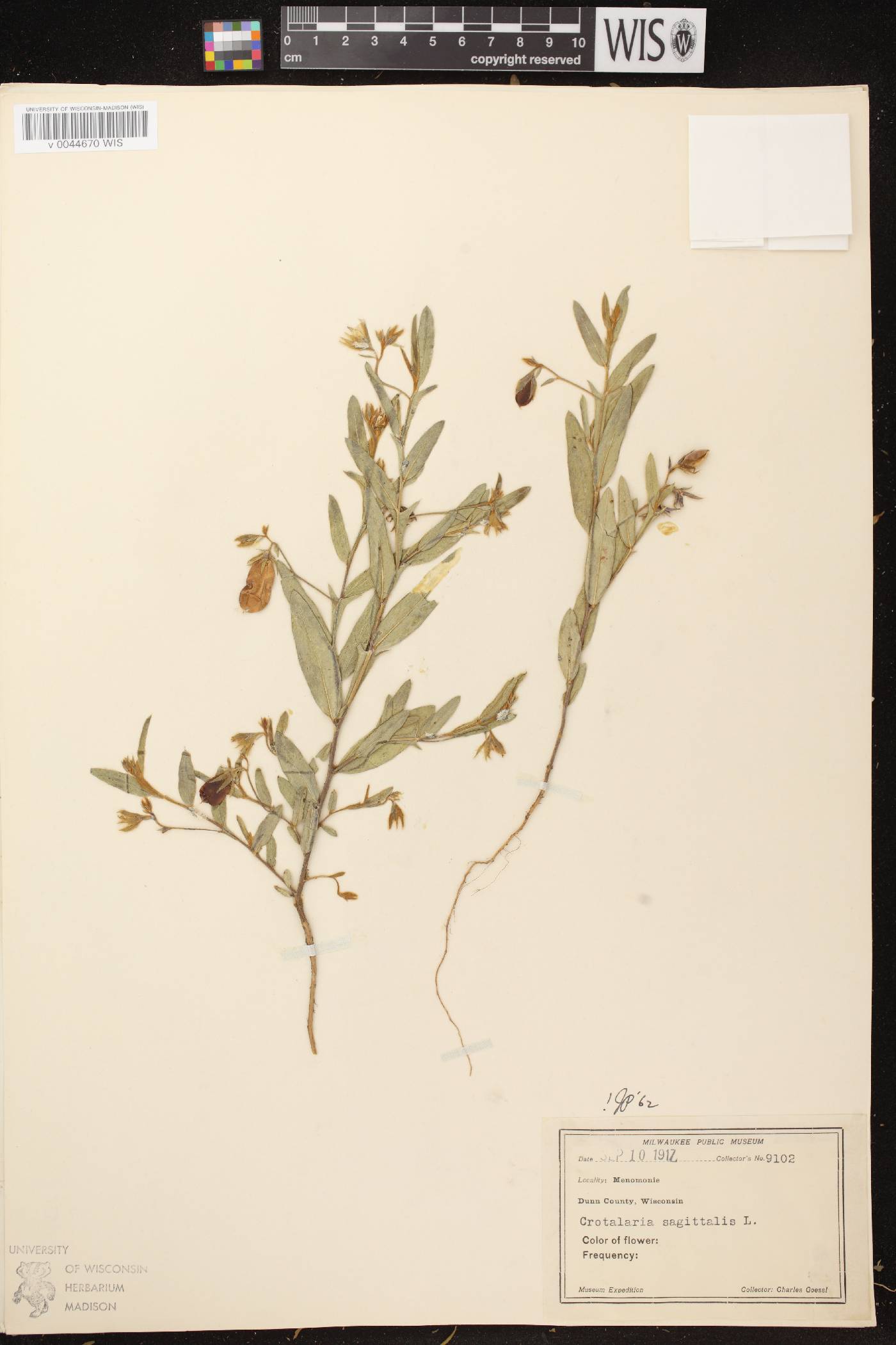 Crotalaria sagittalis image